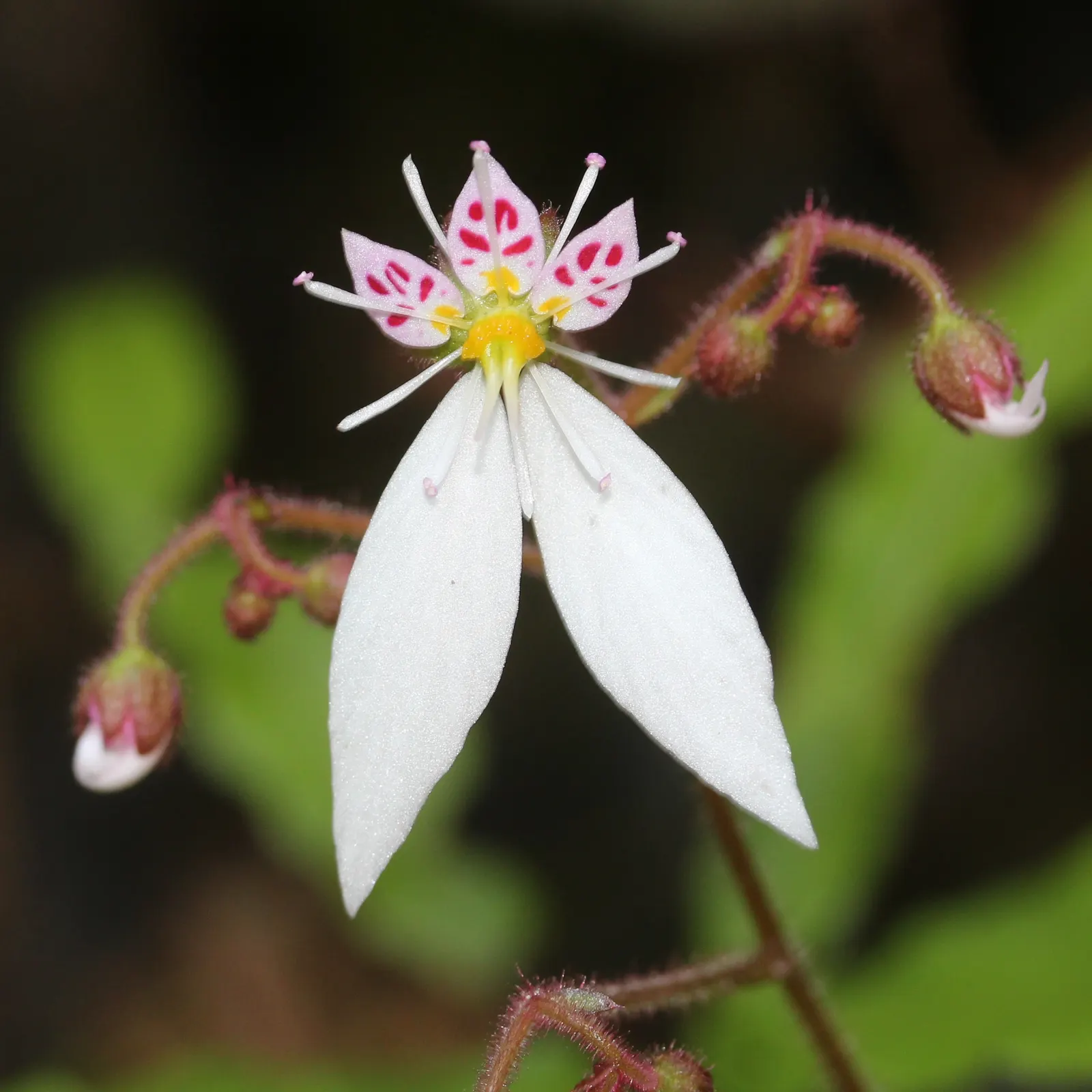 Strawberry Begonia (Saxifraga Stolonifera 'Cuscutiformis') — The Strawberry Begonia, Saxifraga stolonifera 'Cuscutiformis', is a charming, image 24