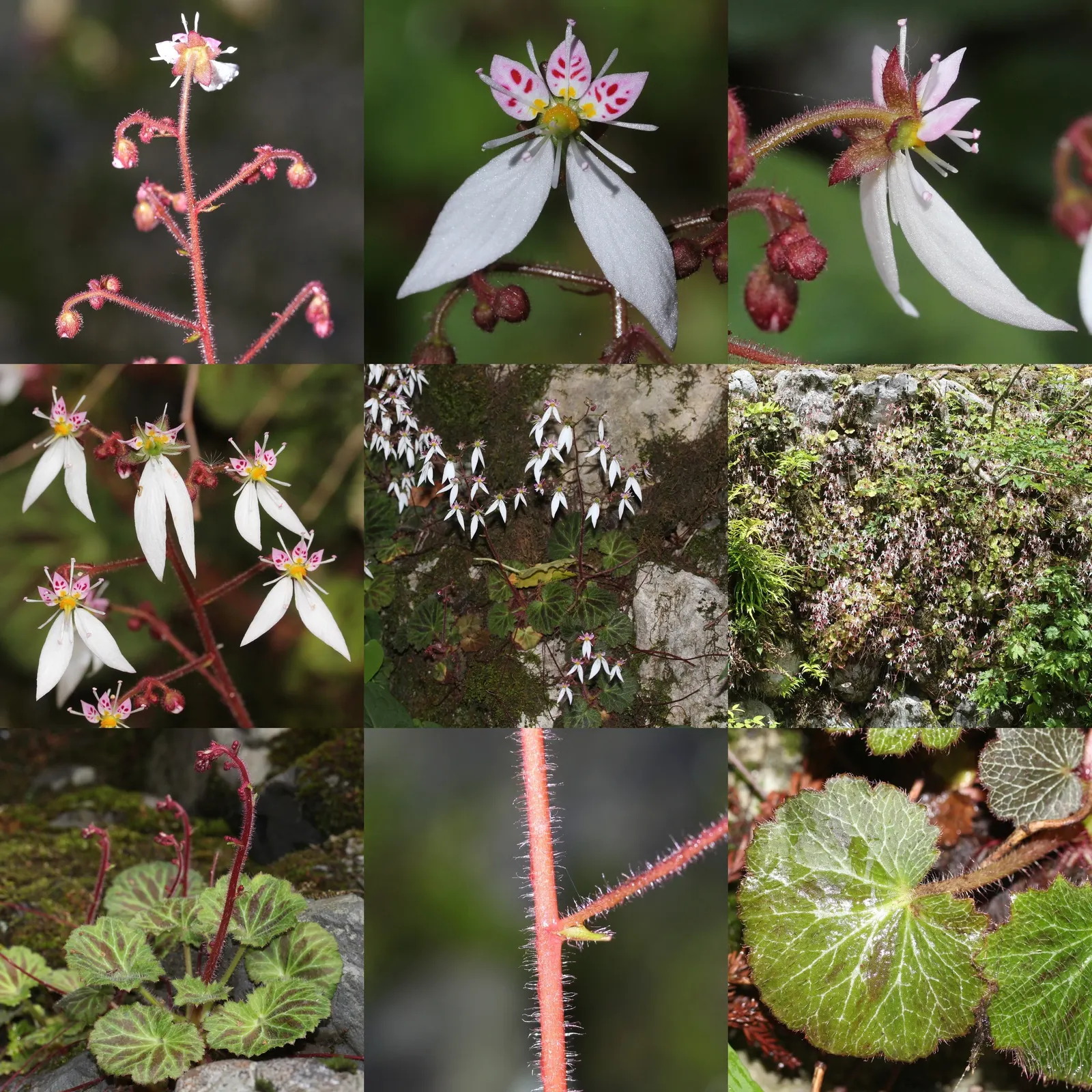 Strawberry Begonia (Saxifraga Stolonifera 'Cuscutiformis') — The Strawberry Begonia, Saxifraga stolonifera 'Cuscutiformis', is a charming, image 47