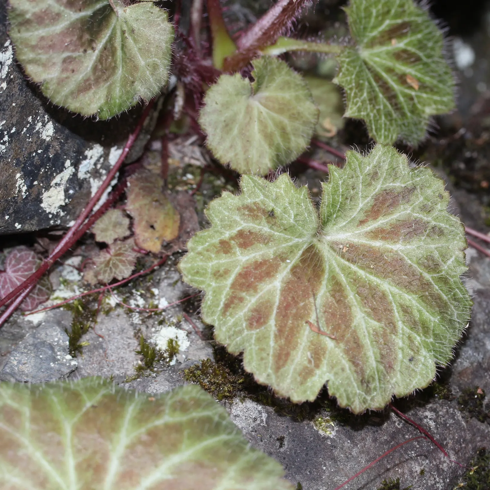 Strawberry Begonia (Saxifraga Stolonifera 'Cuscutiformis') — approximately 12 to 18 inches long
