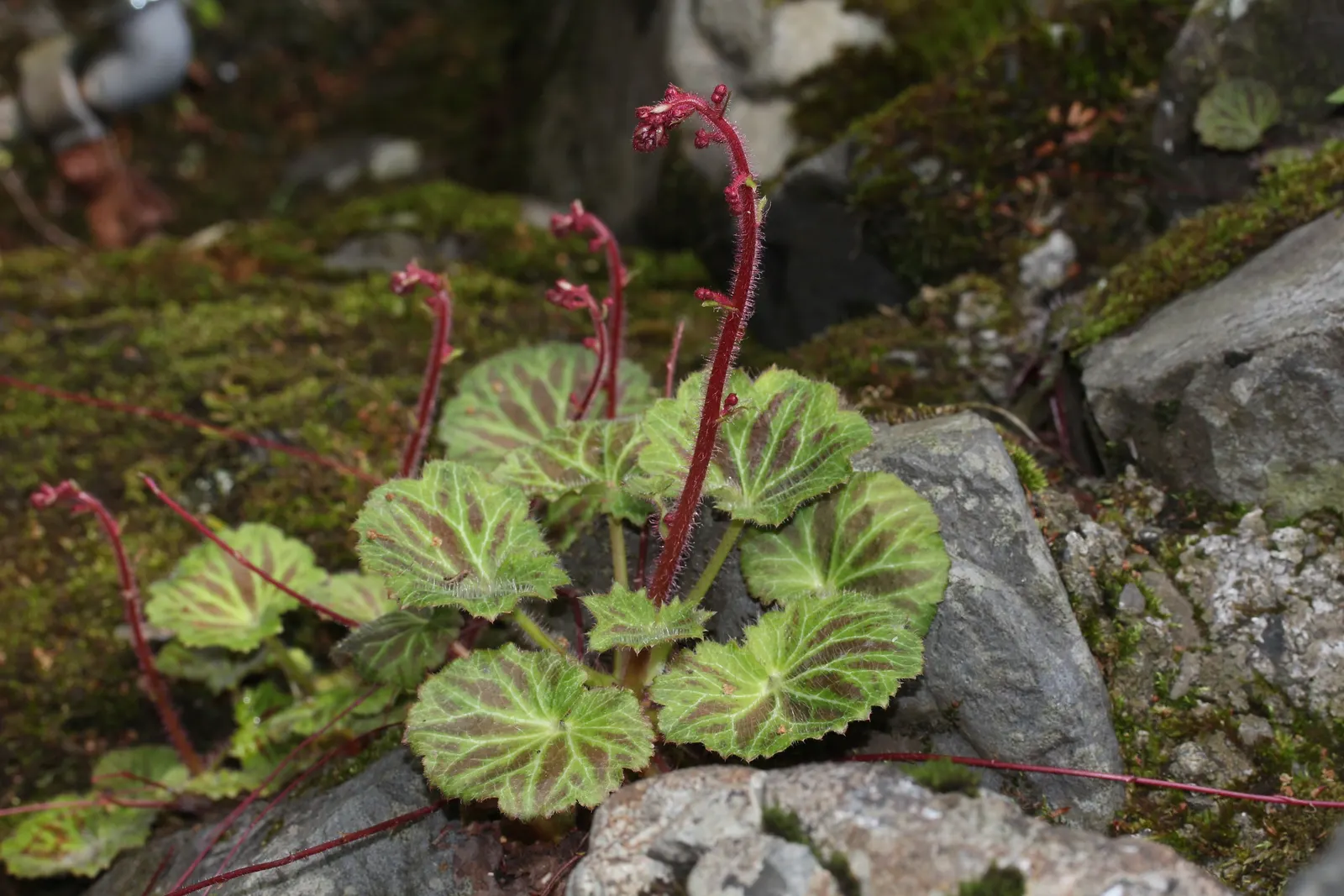Strawberry Begonia (Saxifraga Stolonifera 'Cuscutiformis') — It features heart-shaped leaves and dainty white flowers atop 8-inch stems in late, image 25