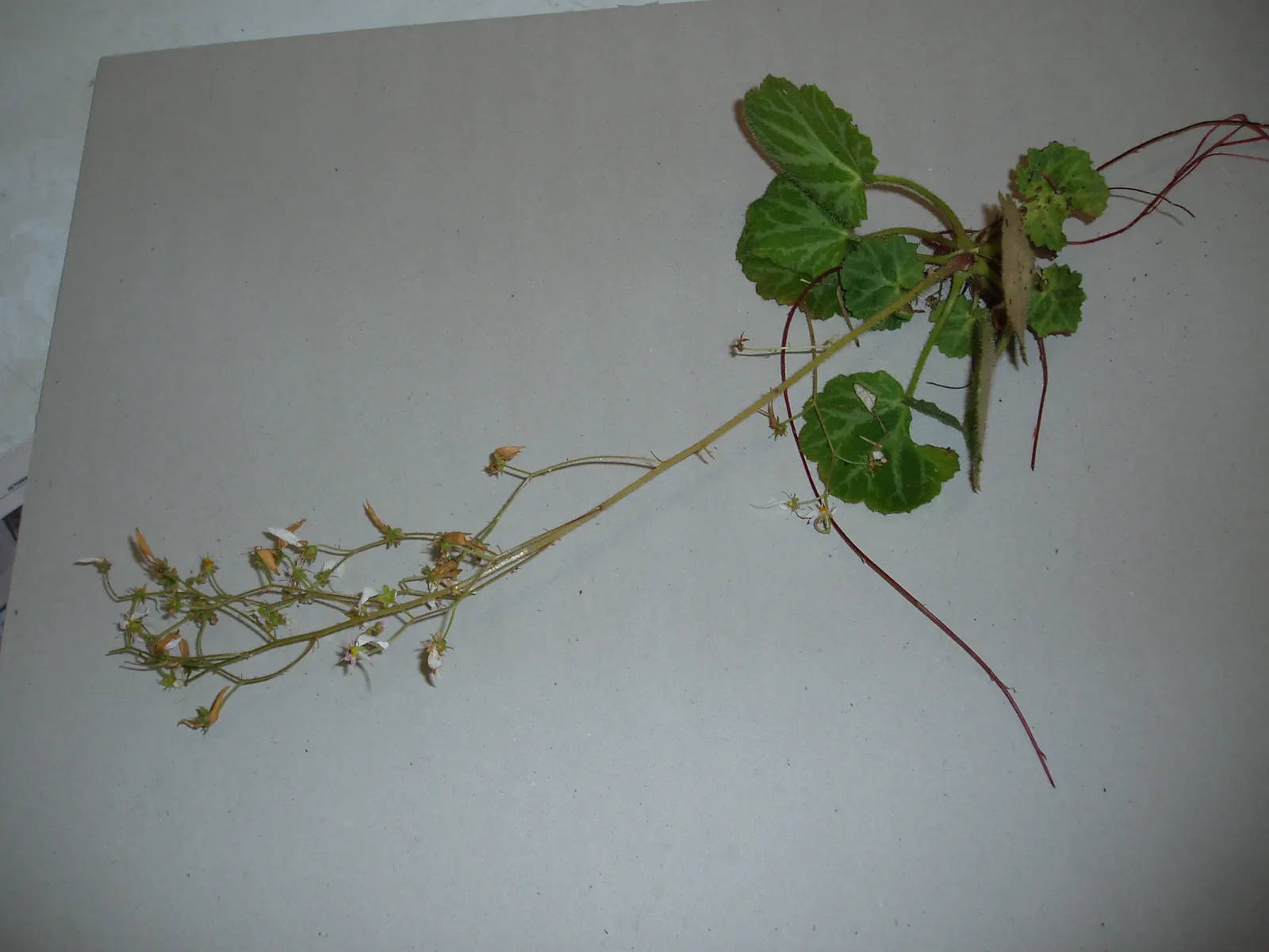 Strawberry Begonia (Saxifraga Stolonifera 'Cuscutiformis') — Ideal for shady borders or container gardens, it's hardy in USDA Zones 6 through 9, image 51