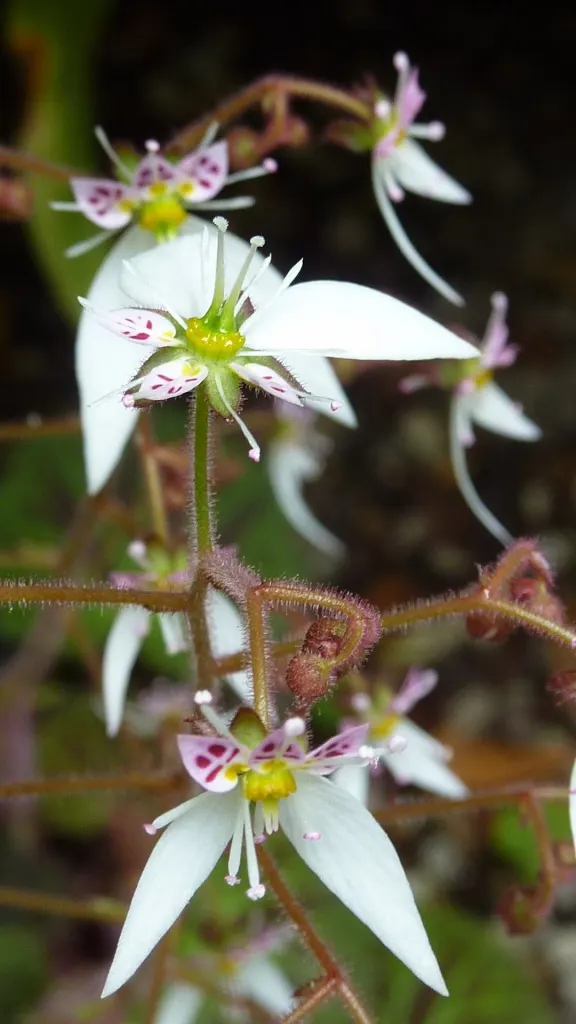 Strawberry Begonia (Saxifraga Stolonifera 'Cuscutiformis') — It thrives in partial shade, requires well-drained soil and maintains a humble height, image 49