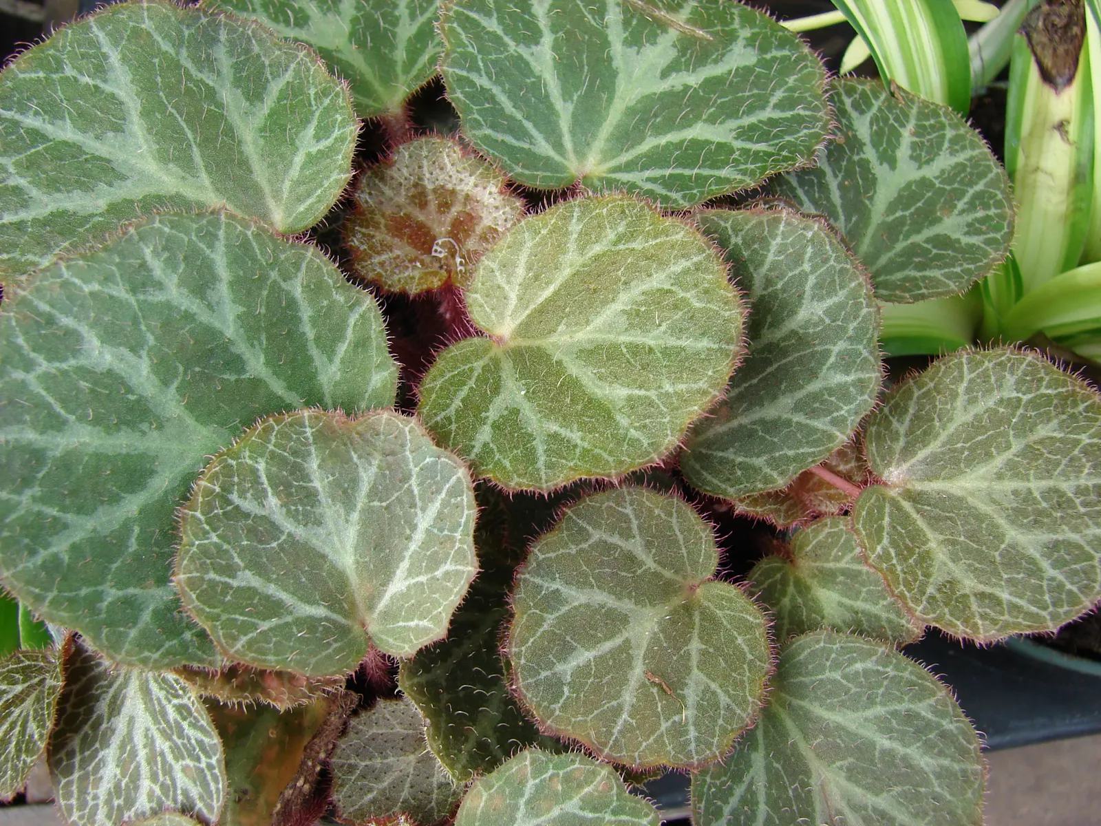 Strawberry Begonia (Saxifraga Stolonifera 'Cuscutiformis') — avoiding overly wet conditions to prevent root rot; with an average height of 6 to 9, image 62