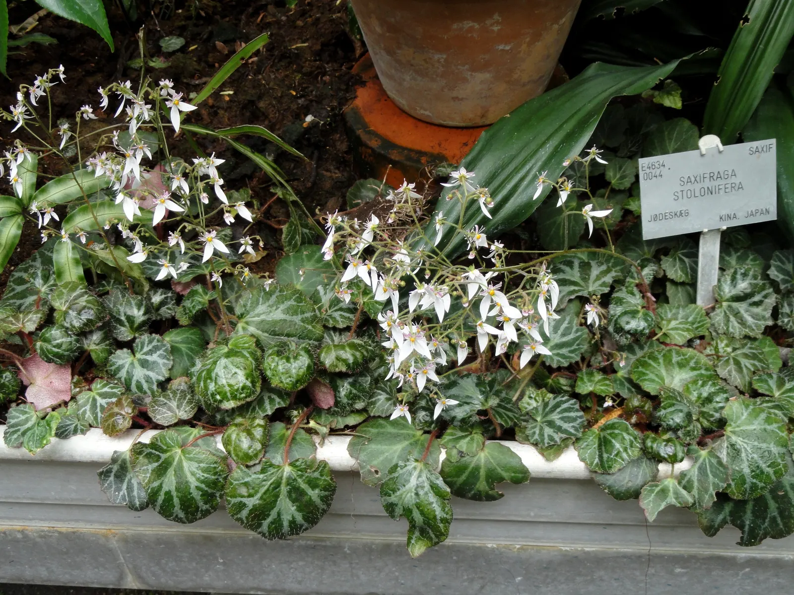 Strawberry Begonia (Saxifraga Stolonifera 'Cuscutiformis') — each leaf reaching a size of around 3 inches across