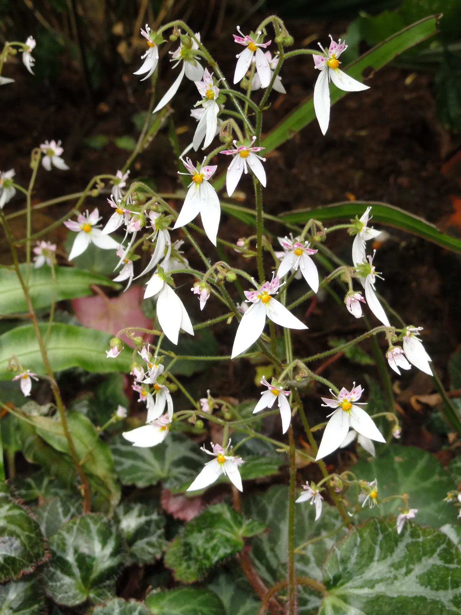 Strawberry Begonia (Saxifraga Stolonifera 'Cuscutiformis') — scientifically known as Saxifraga stolonifera 'Cuscutiformis'
