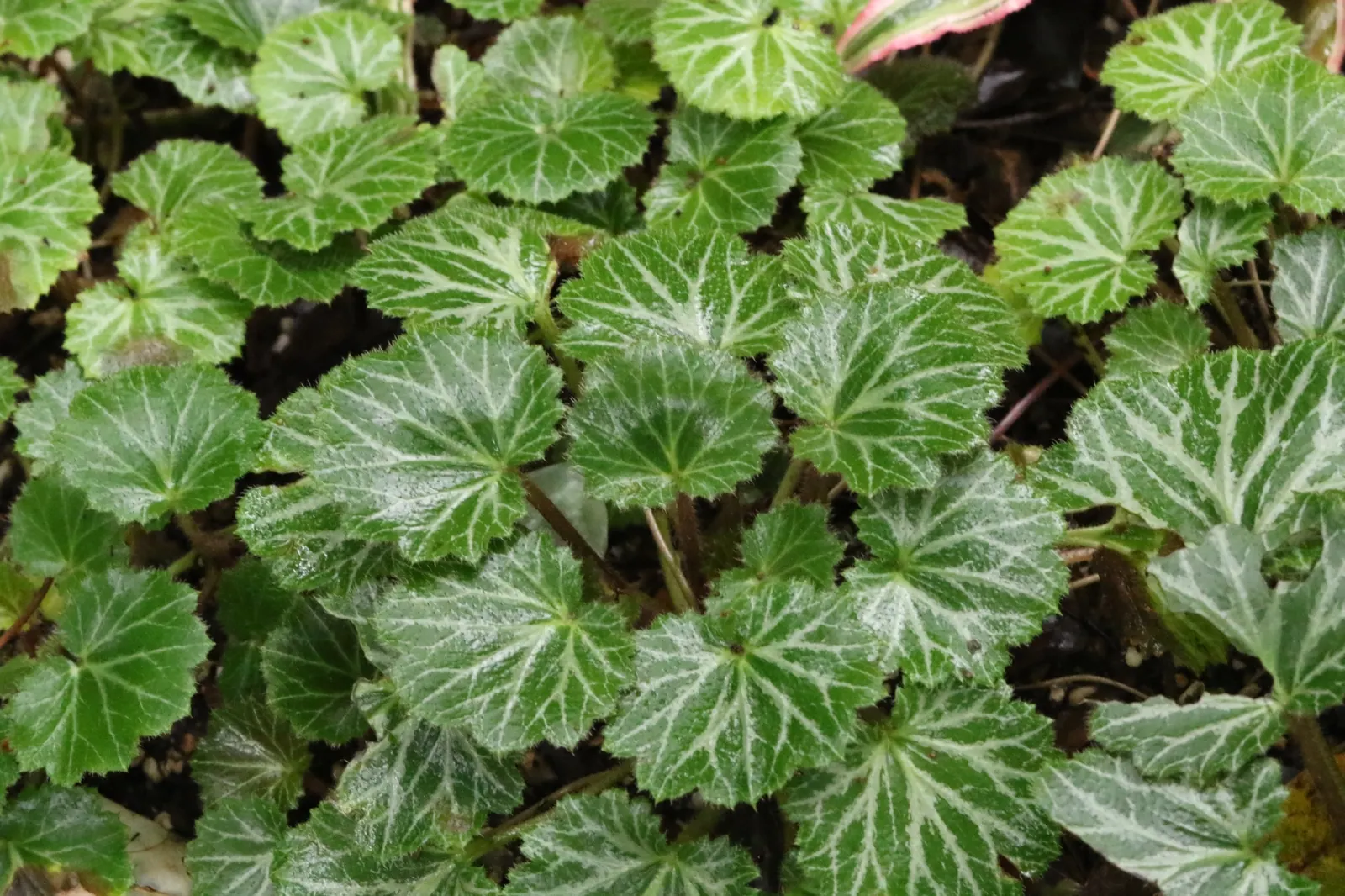 Strawberry Begonia (Saxifraga Stolonifera 'Cuscutiformis') — approximately 12 to 18 inches long, image 35