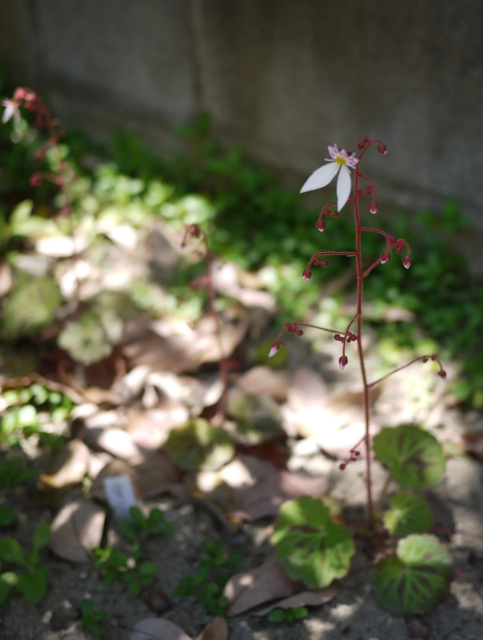 Strawberry Begonia (Saxifraga Stolonifera 'Cuscutiformis') — offering both beauty and versatility to your garden design; ground cover / perennial with white