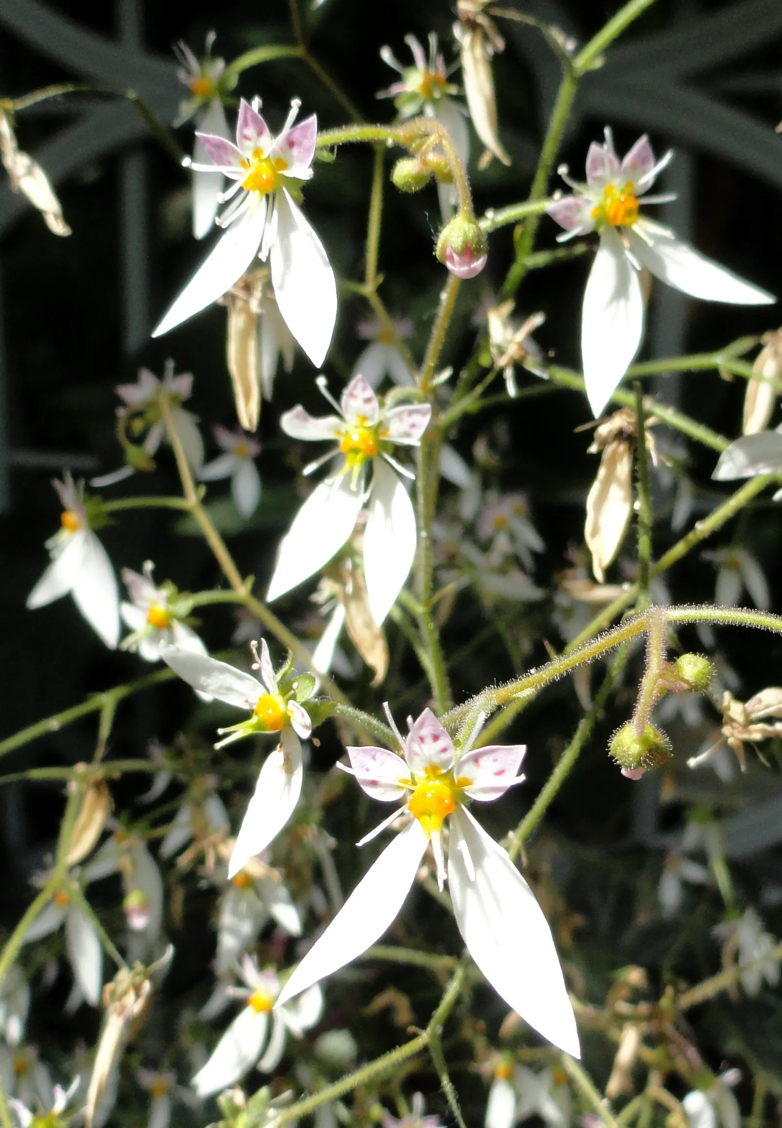 Strawberry Begonia (Saxifraga Stolonifera 'Cuscutiformis') — white flowers in the garden