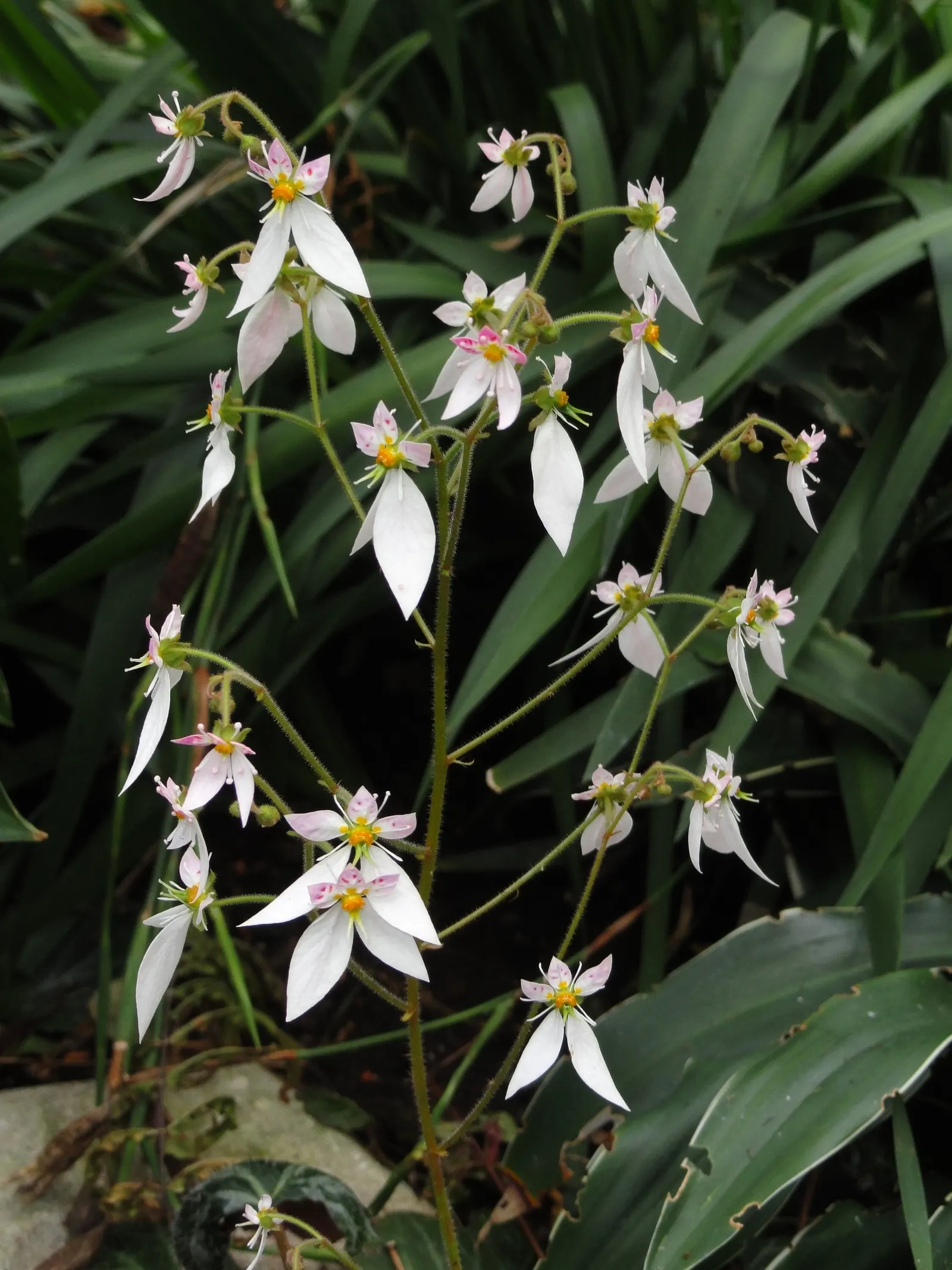 Strawberry Begonia (Saxifraga Stolonifera 'Cuscutiformis') — preferring a North or East-facing exposure that offers shelter from the harsh afternoon sun