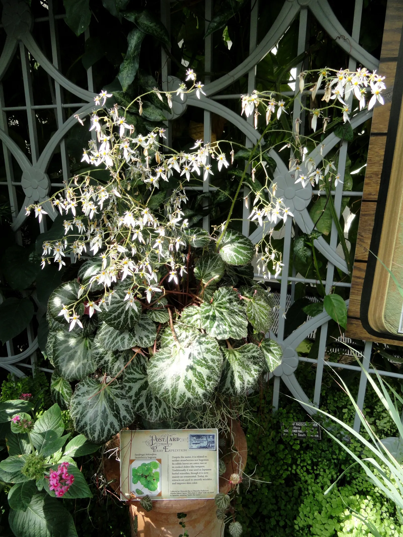 Strawberry Begonia (Saxifraga Stolonifera 'Cuscutiformis') — Ideal for shady borders or container gardens, it's hardy in USDA Zones 6 through 9; each leaf