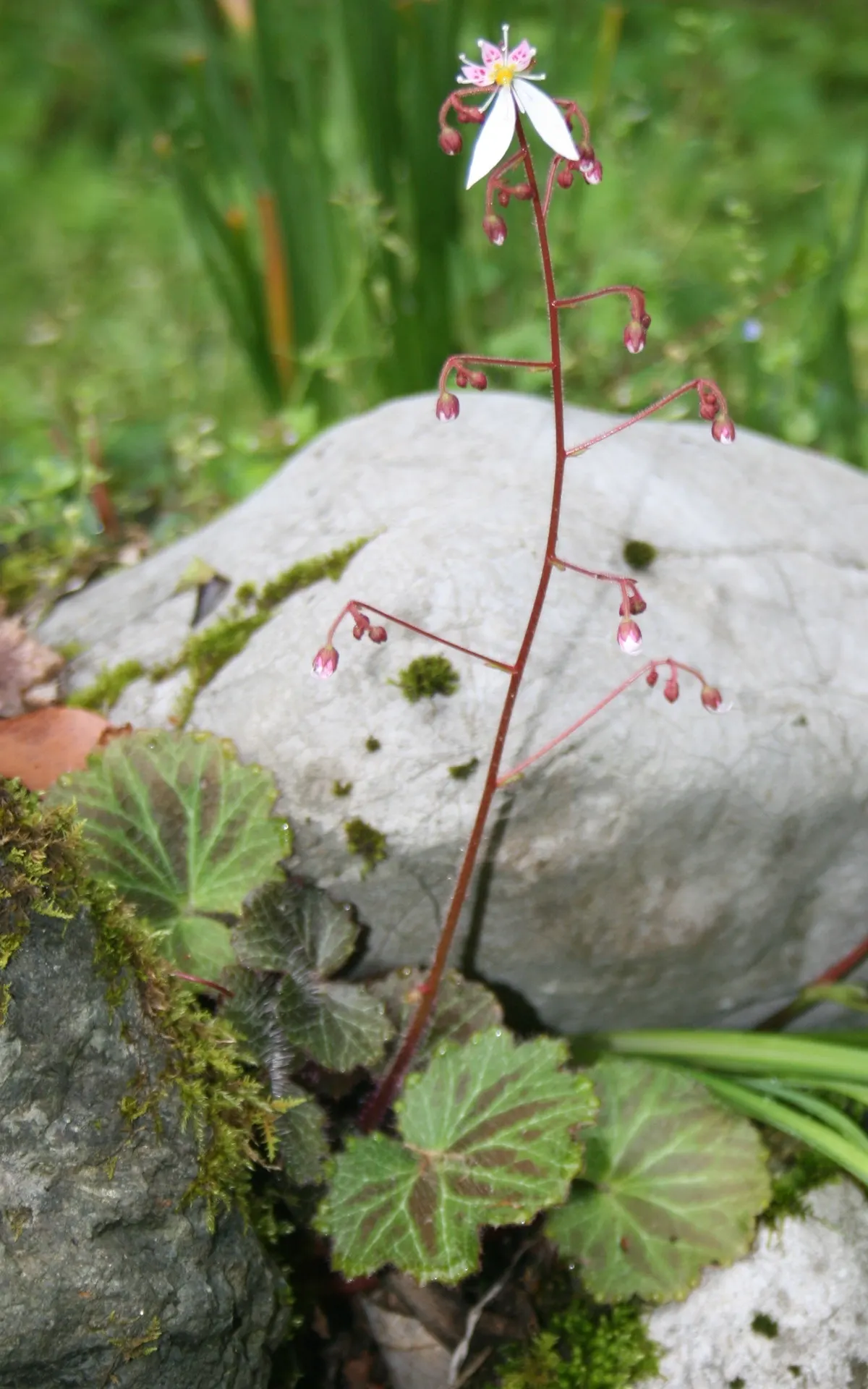 Strawberry Begonia (Saxifraga Stolonifera 'Cuscutiformis') — It's non-invasive and its runners can be easily trimmed back or replanted to propagate new plants