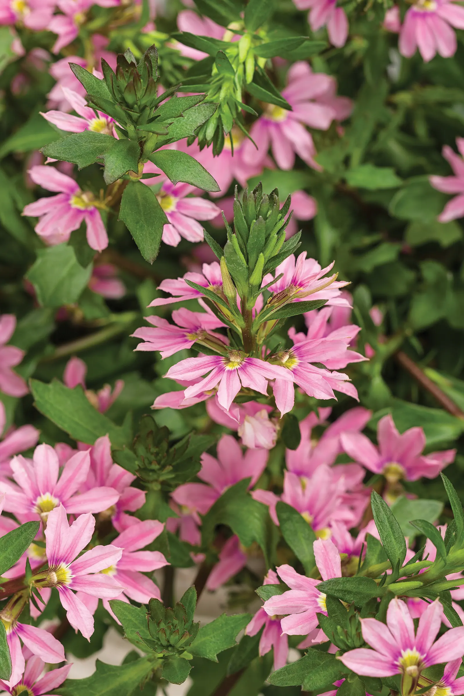 Pink fan flower (Scaevola aemula) — making it a practical choice for exposed summer plantings