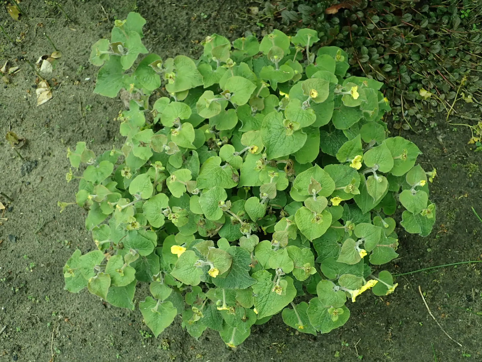 Upright Wild Ginger (Saruma Henryi) — fertile soils with a good amount of organic matter