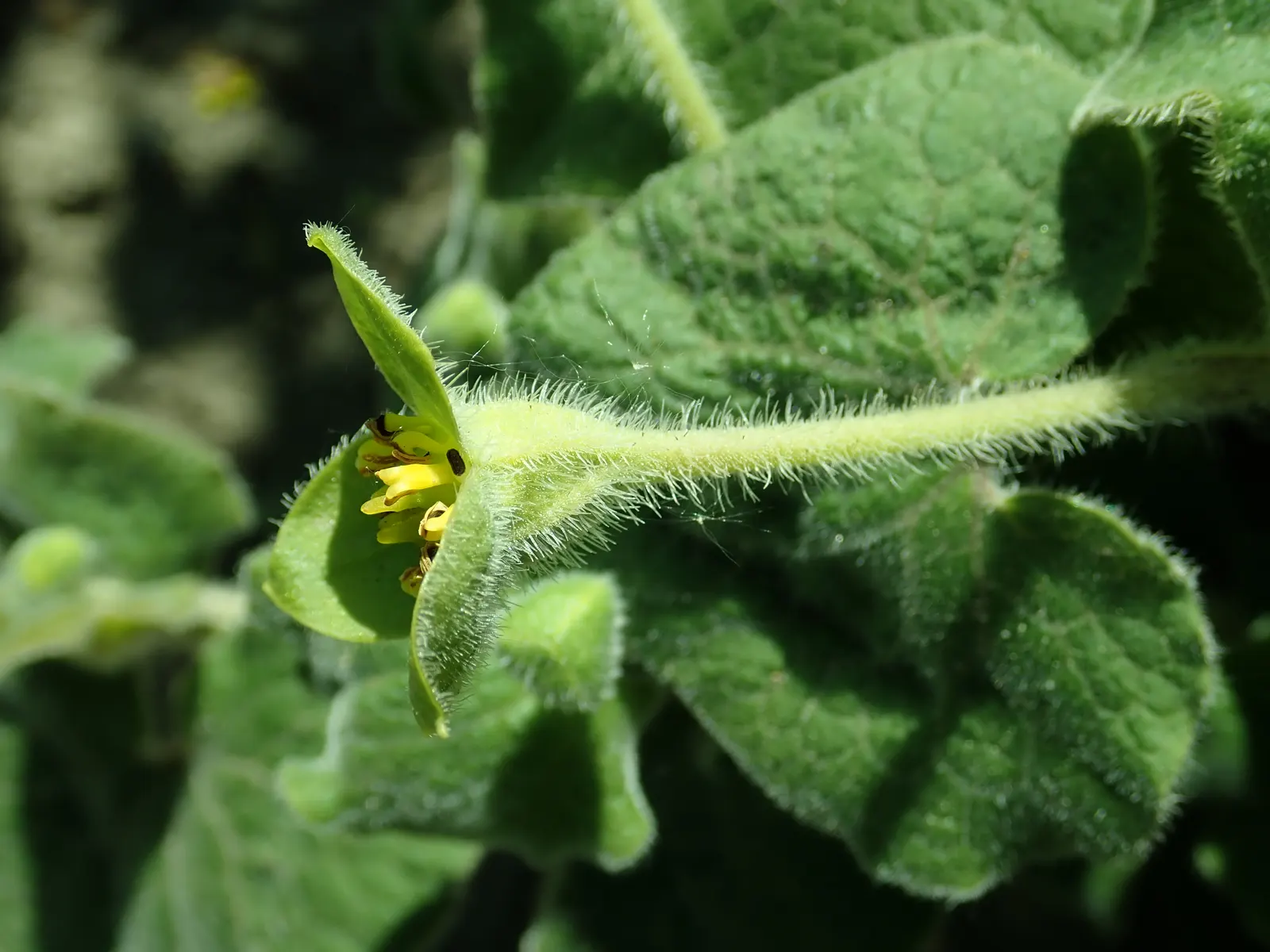 Upright Wild Ginger (Saruma Henryi) — yellow flowers in the garden