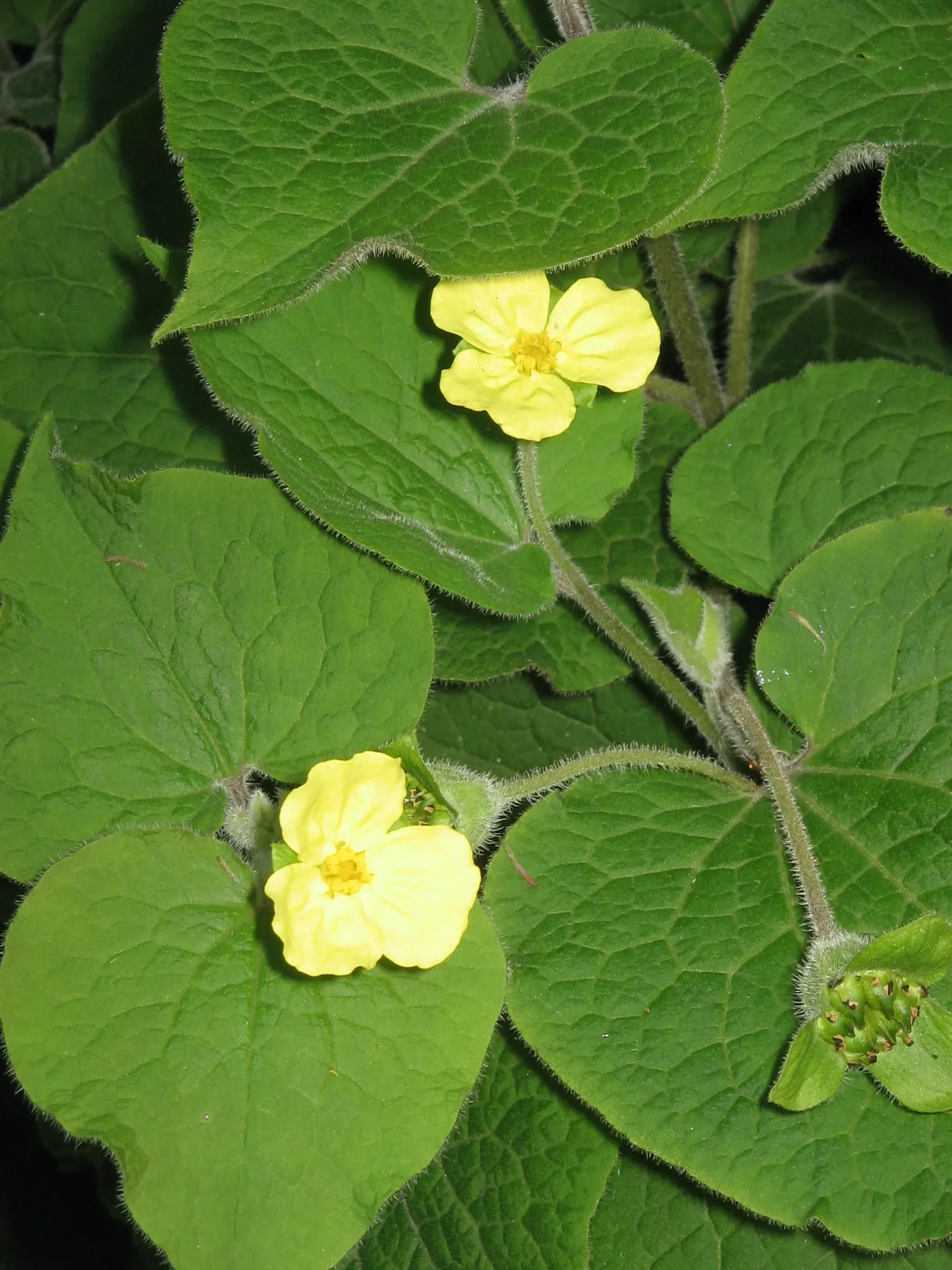Upright Wild Ginger (Saruma Henryi) — Standing 18-24 inches tall, it boasts yellow, 3-petaled flowers in spring