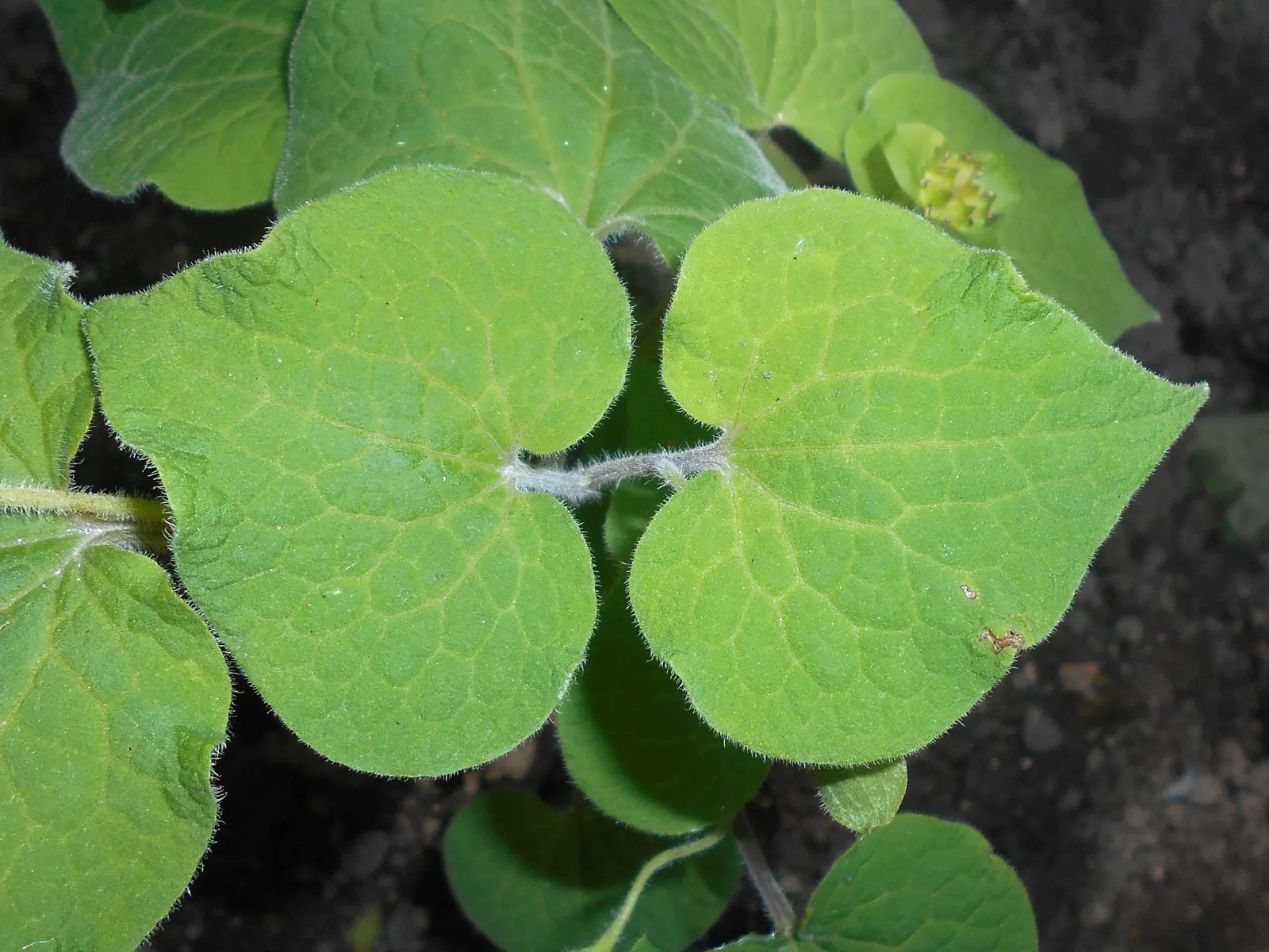 Upright Wild Ginger (Saruma Henryi) — this unique ginger is free of the common problems that afflict many ornamentals
