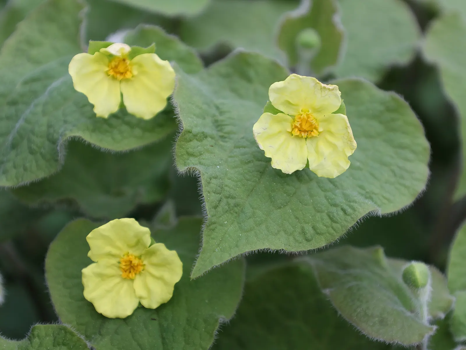 Upright Wild Ginger (Saruma Henryi) — When conditions are ideal