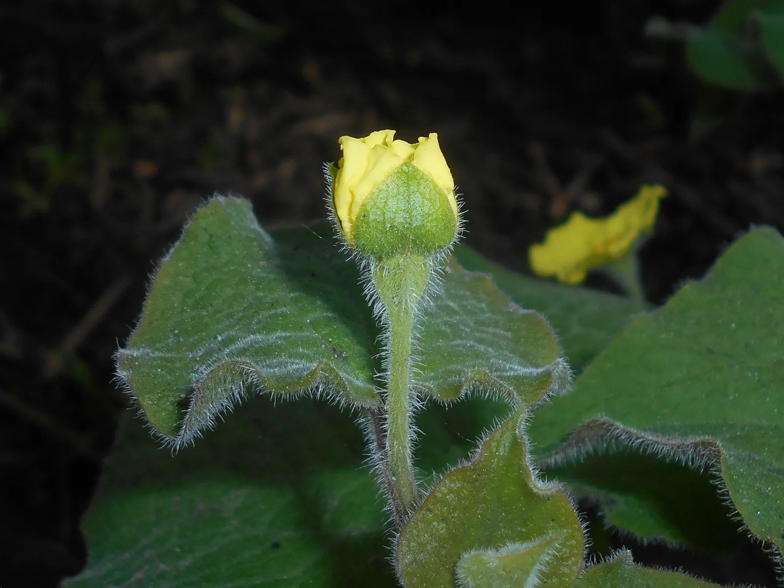 Upright Wild Ginger (Saruma Henryi) — Saruma henryi prefers the cooler climates of these regions