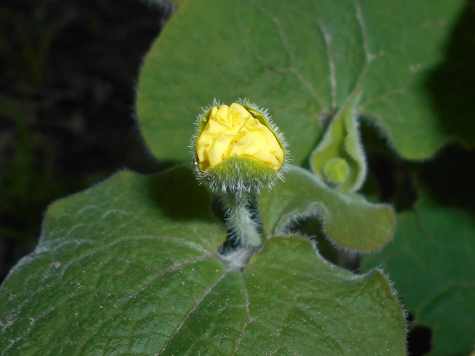 Upright Wild Ginger (Saruma Henryi) — Hardy in zones 5-7, it thrives in part to full shade with rich, well-drained soil
