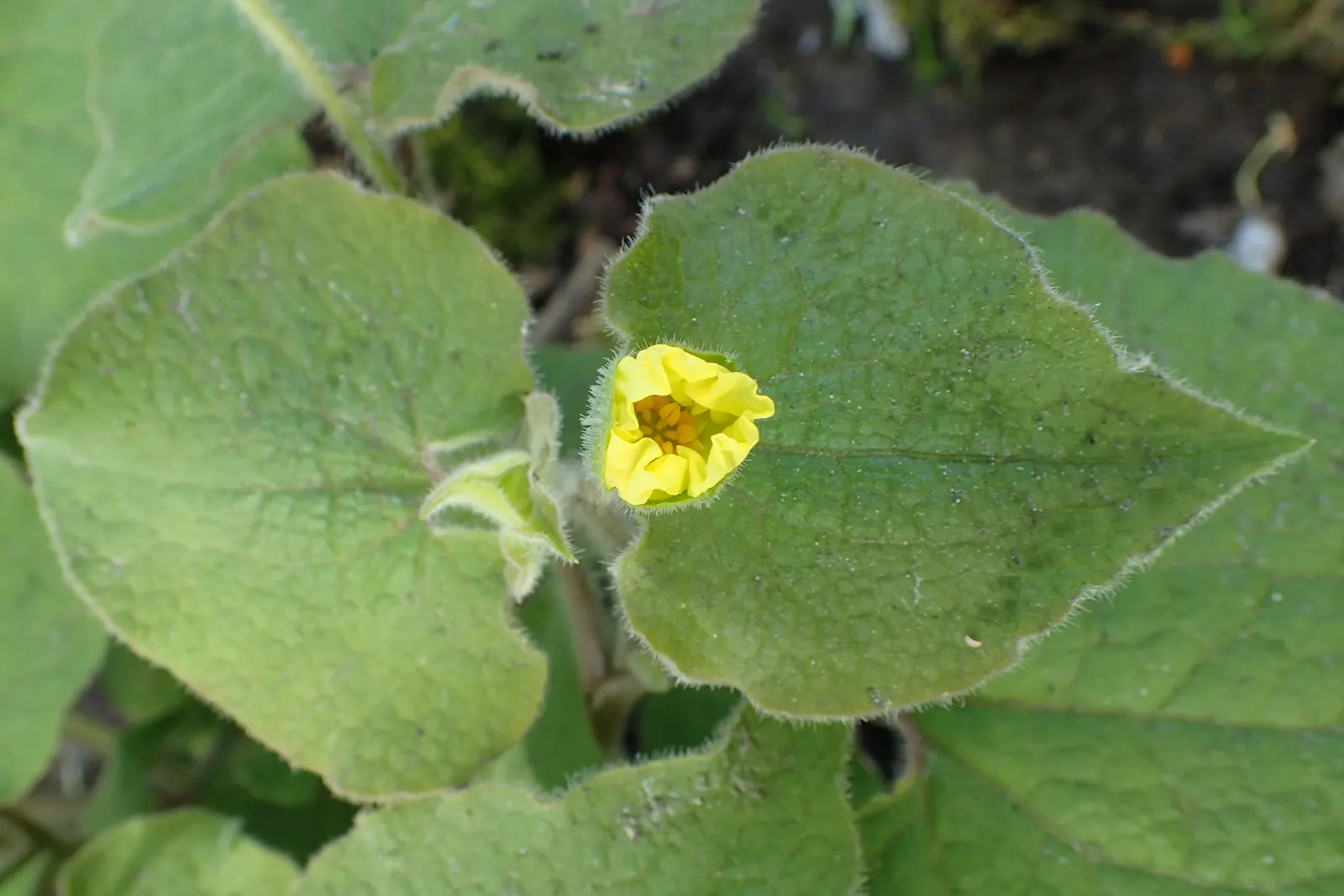Upright Wild Ginger (Saruma Henryi) — making it an excellent choice for a hassle-free garden addition