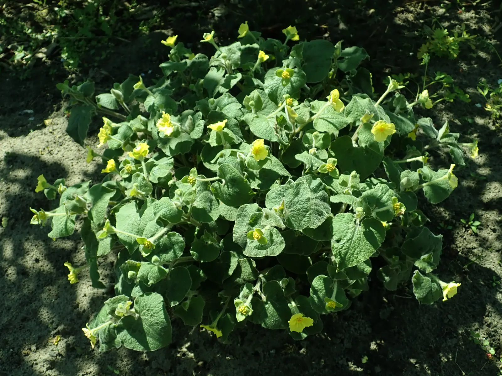 Upright Wild Ginger (Saruma Henryi) — The Upright Wild Ginger, Saruma henryi, presents a distinctive touch to the shaded areas of any garden design; unlike its