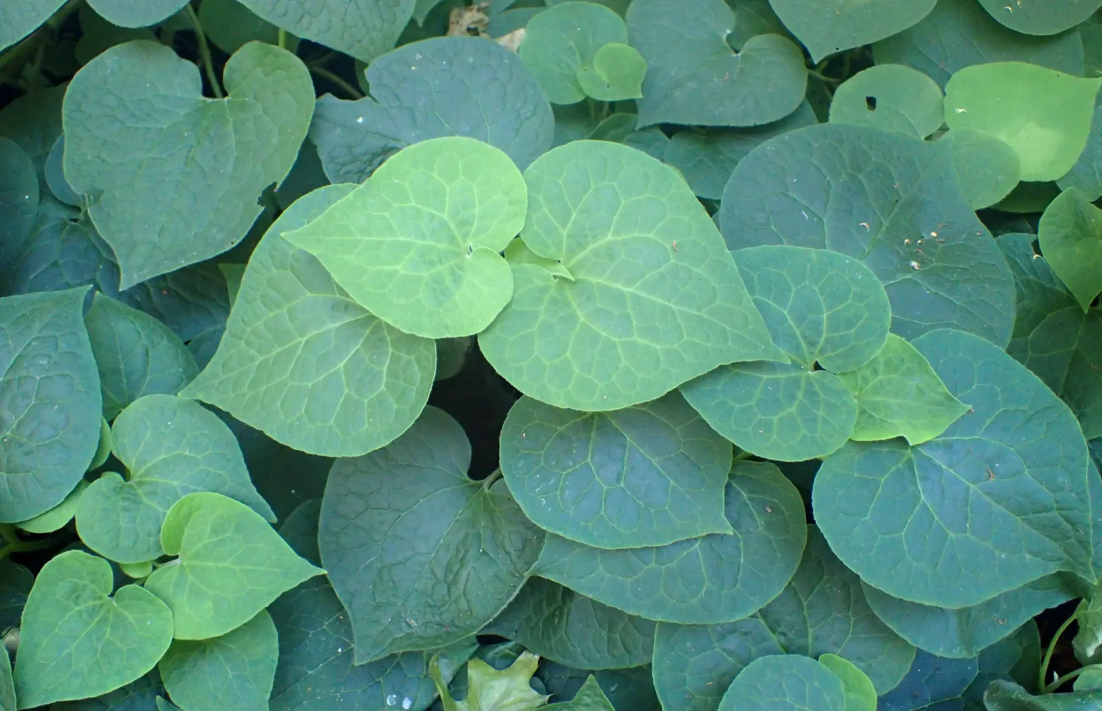 Upright Wild Ginger (Saruma Henryi) — sprinkling the lush foliage with charming splashes of color.<br><br>Low maintenance and relatively pest-free