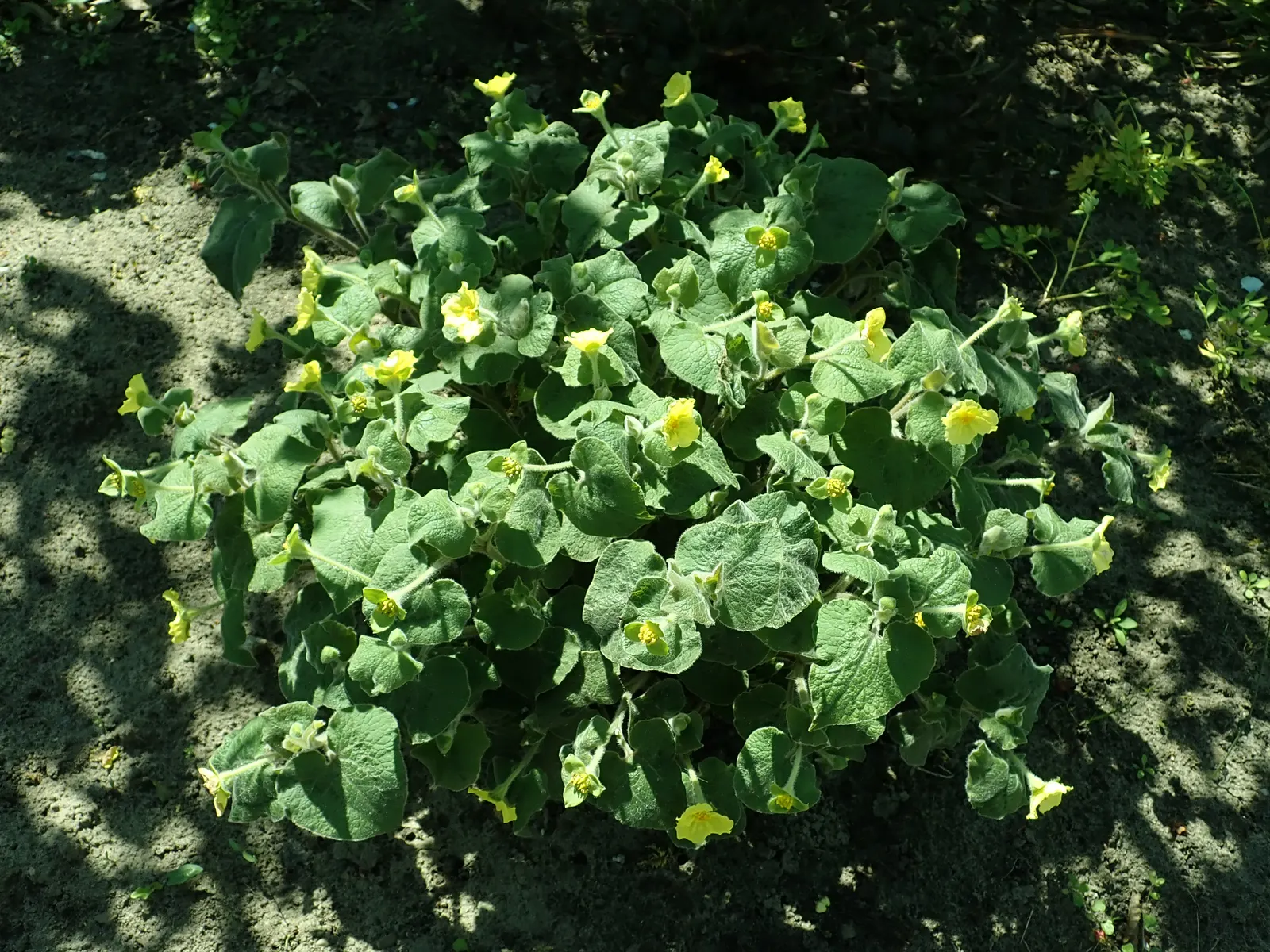 Upright Wild Ginger (Saruma Henryi) — softly hairy leaves arranged spirally upon fuzzy stems; when conditions are ideal