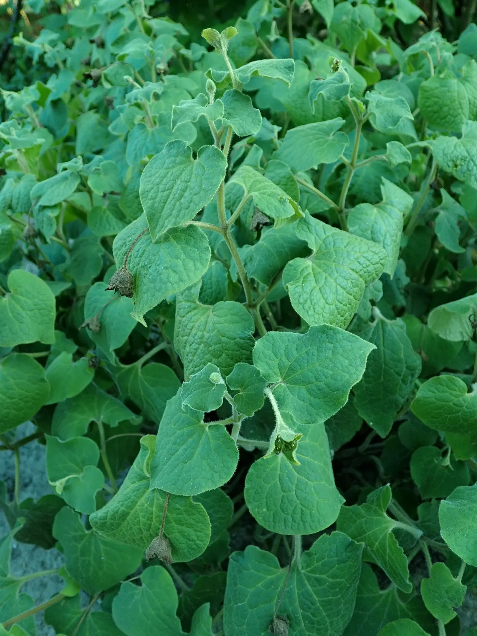 Upright Wild Ginger (Saruma Henryi) — which not only adds diversity but also invites conversation and curiosity
