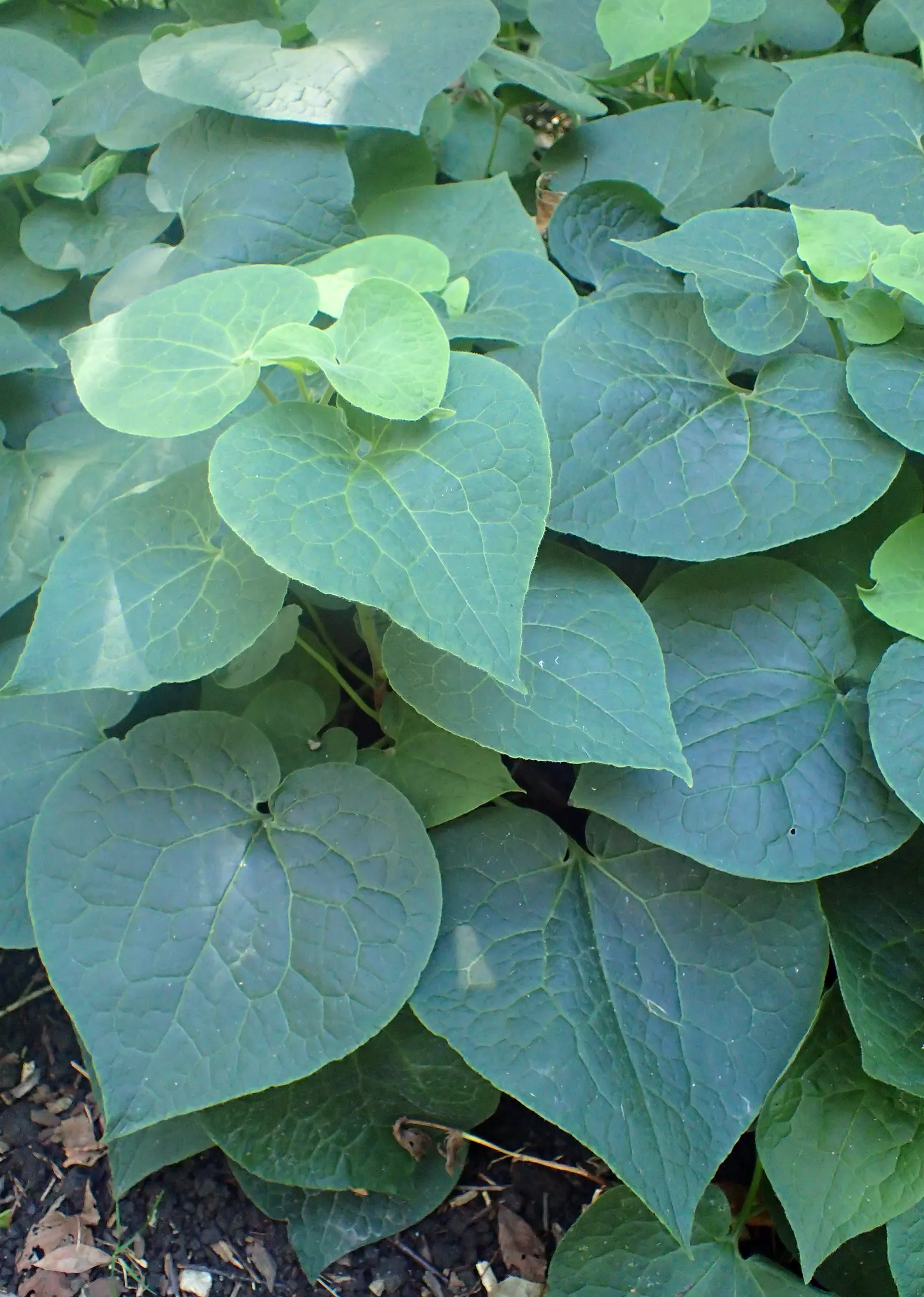 Upright Wild Ginger (Saruma Henryi) — Unlike its ground-hugging cousins in the Asarum genus; best situated in part to full shade