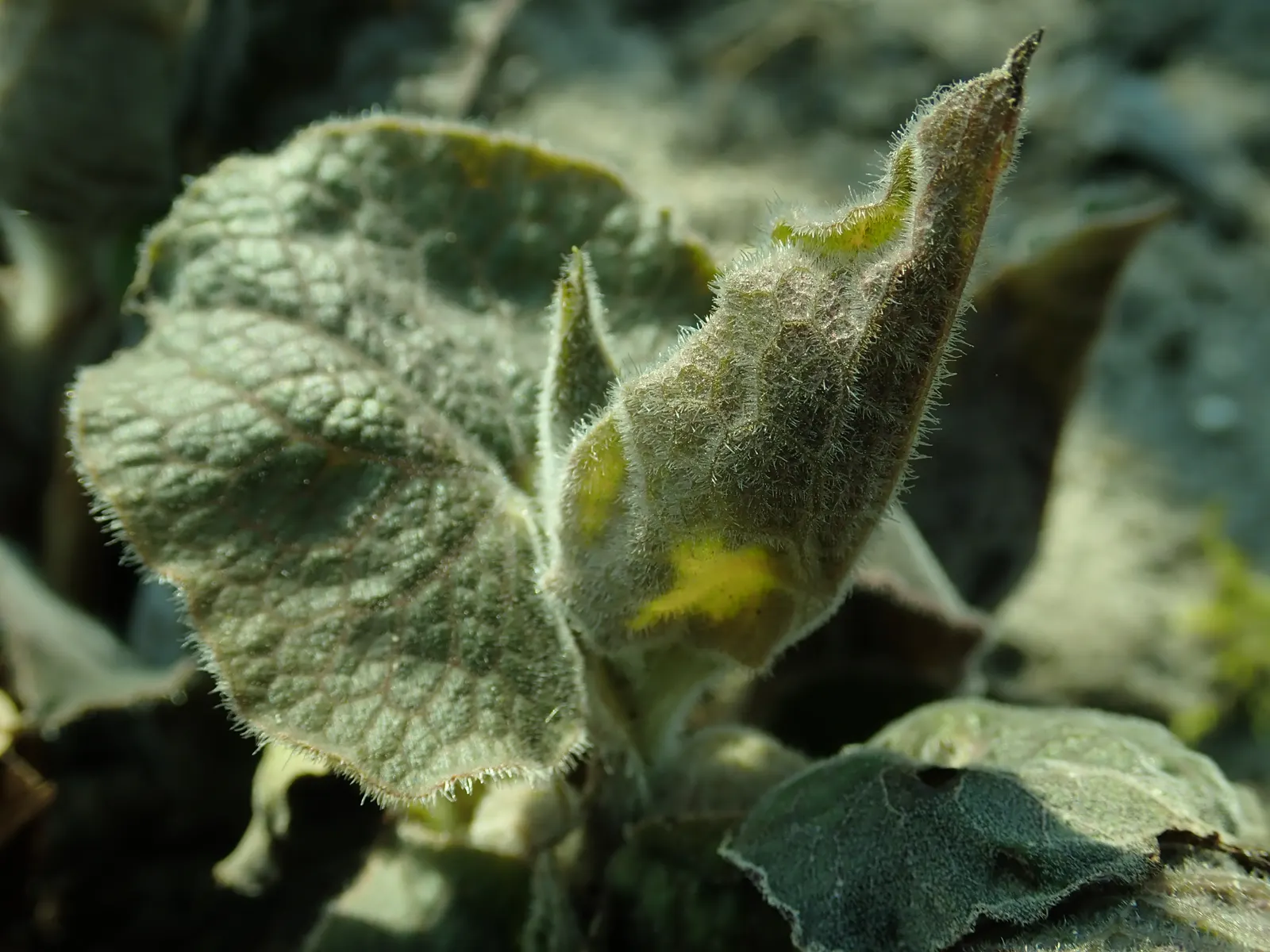 Upright Wild Ginger (Saruma Henryi) — Saruma henryi boasts an upright growth habit