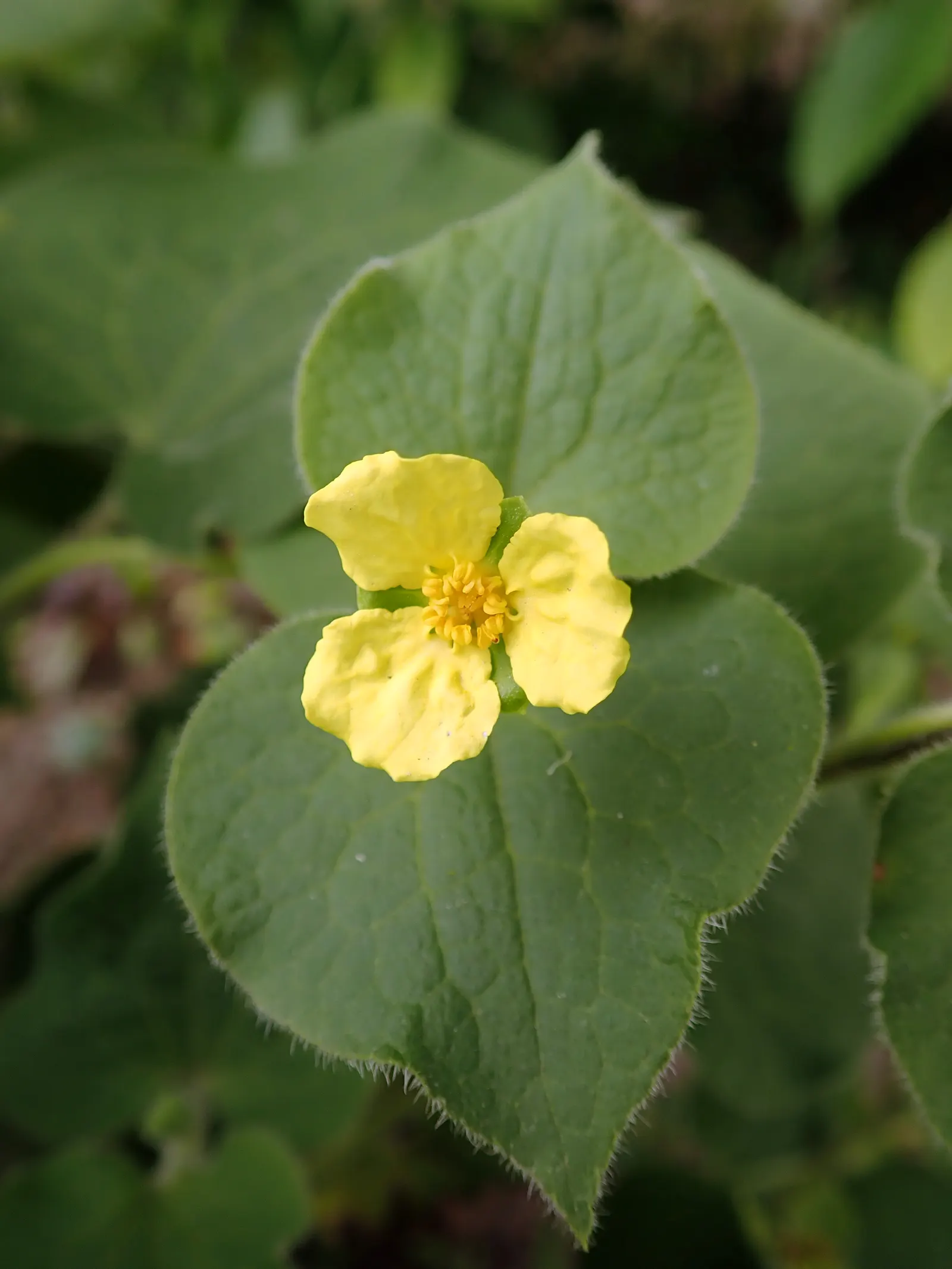 Upright Wild Ginger (Saruma Henryi) — Saruma henryi boasts an upright growth habit; it effectively fills spaces under deciduous trees or along north-facing