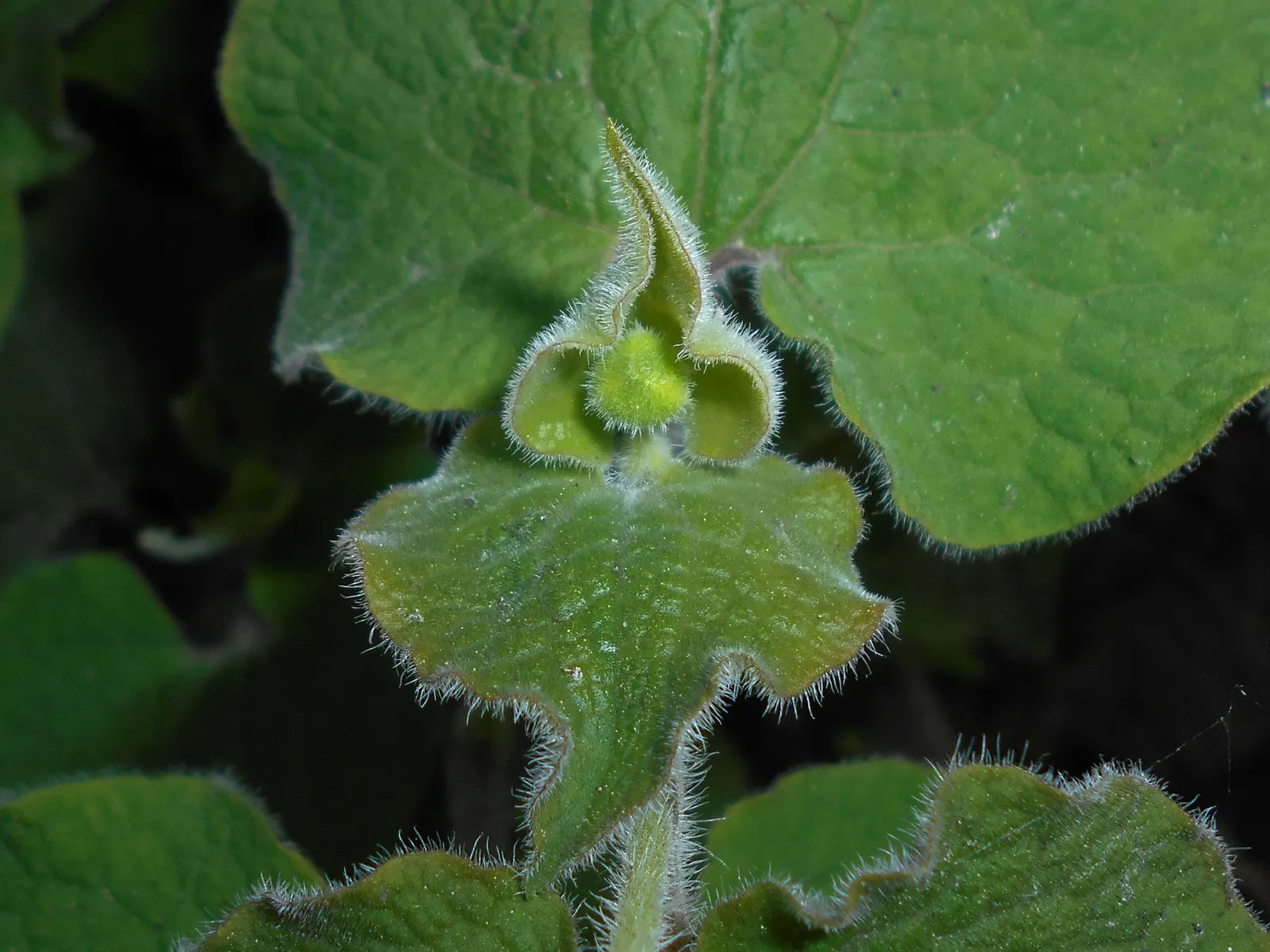 Upright Wild Ginger (Saruma Henryi) — Best situated in part to full shade