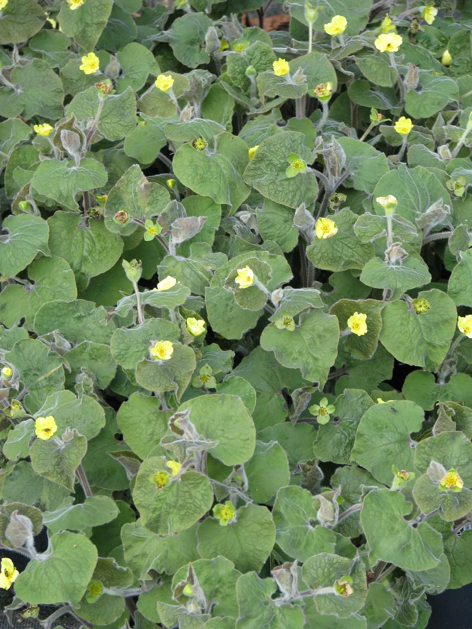 Upright Wild Ginger (Saruma Henryi) — Best situated in part to full shade; softly hairy leaves arranged spirally upon fuzzy stems