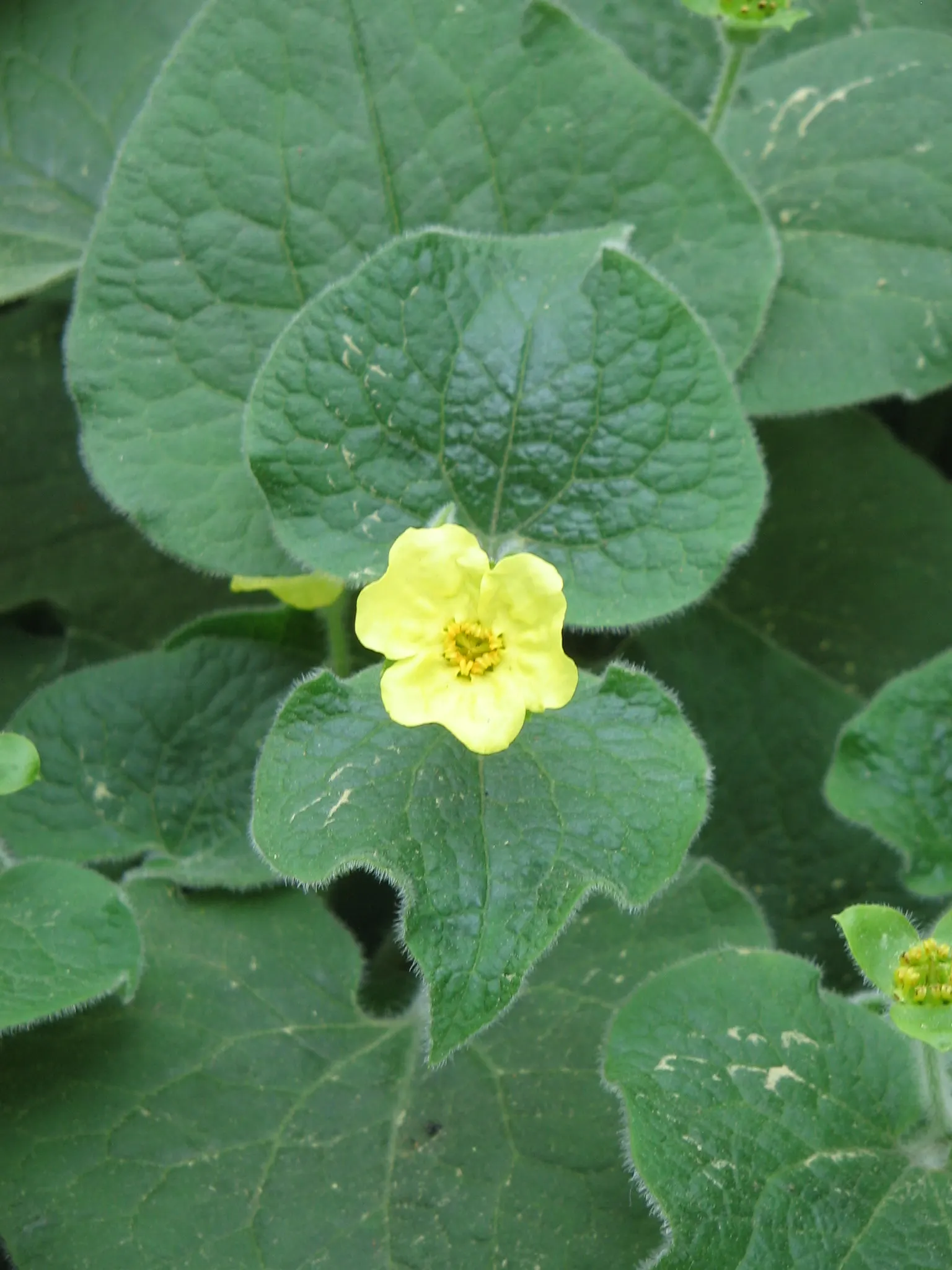 Upright Wild Ginger (Saruma Henryi) — This woodlander is a rare perennial treasure from China that showcases heart-shaped