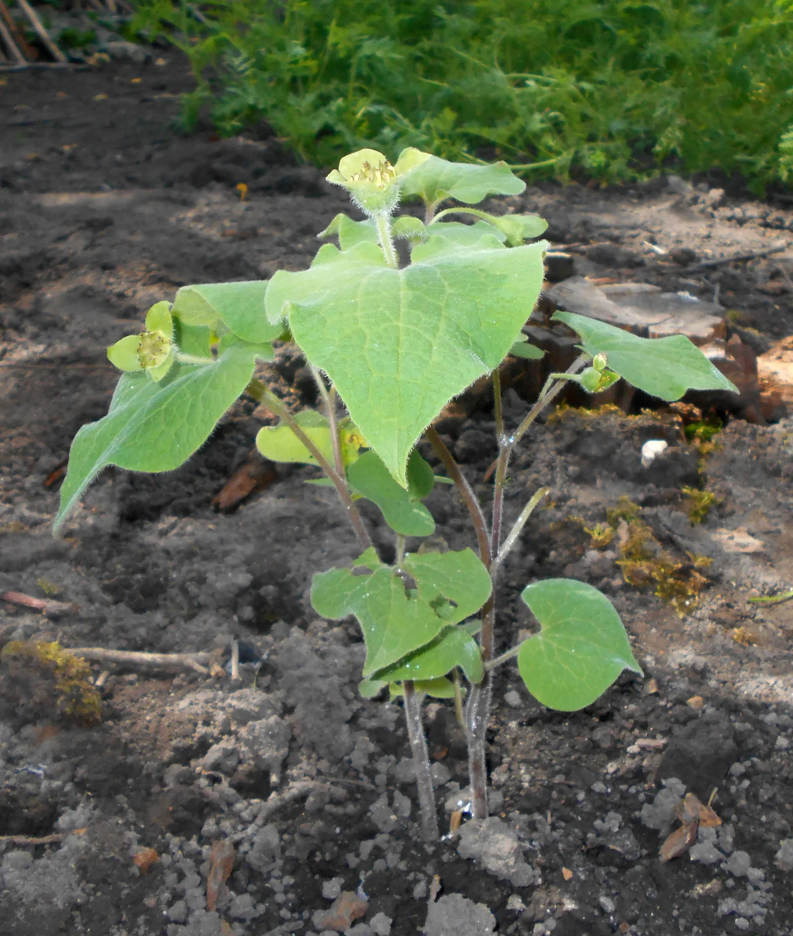 Upright Wild Ginger (Saruma Henryi) — adding texture to your garden's understory.<br><br>Flourishing in USDA hardiness zones 5 through 7