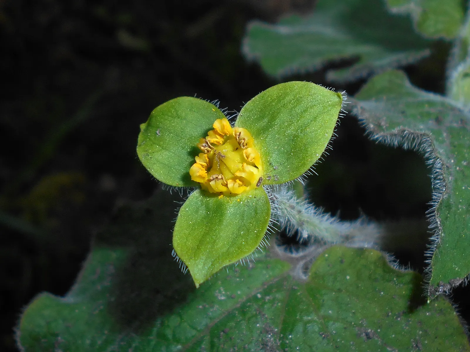 Upright Wild Ginger (Saruma Henryi) — is a charming perennial with heart-shaped velvety leaves reaching up to 6 inches wide
