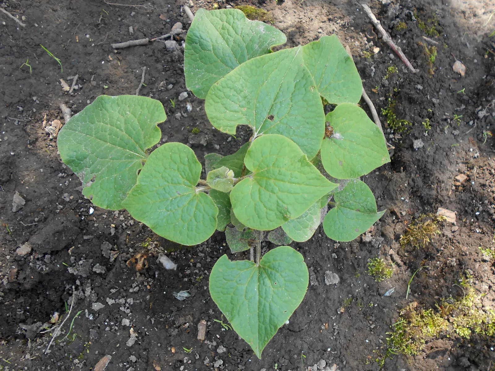 Upright Wild Ginger (Saruma Henryi) — is a charming perennial with heart-shaped velvety leaves reaching up to 6 inches wide; adding texture to your garden's