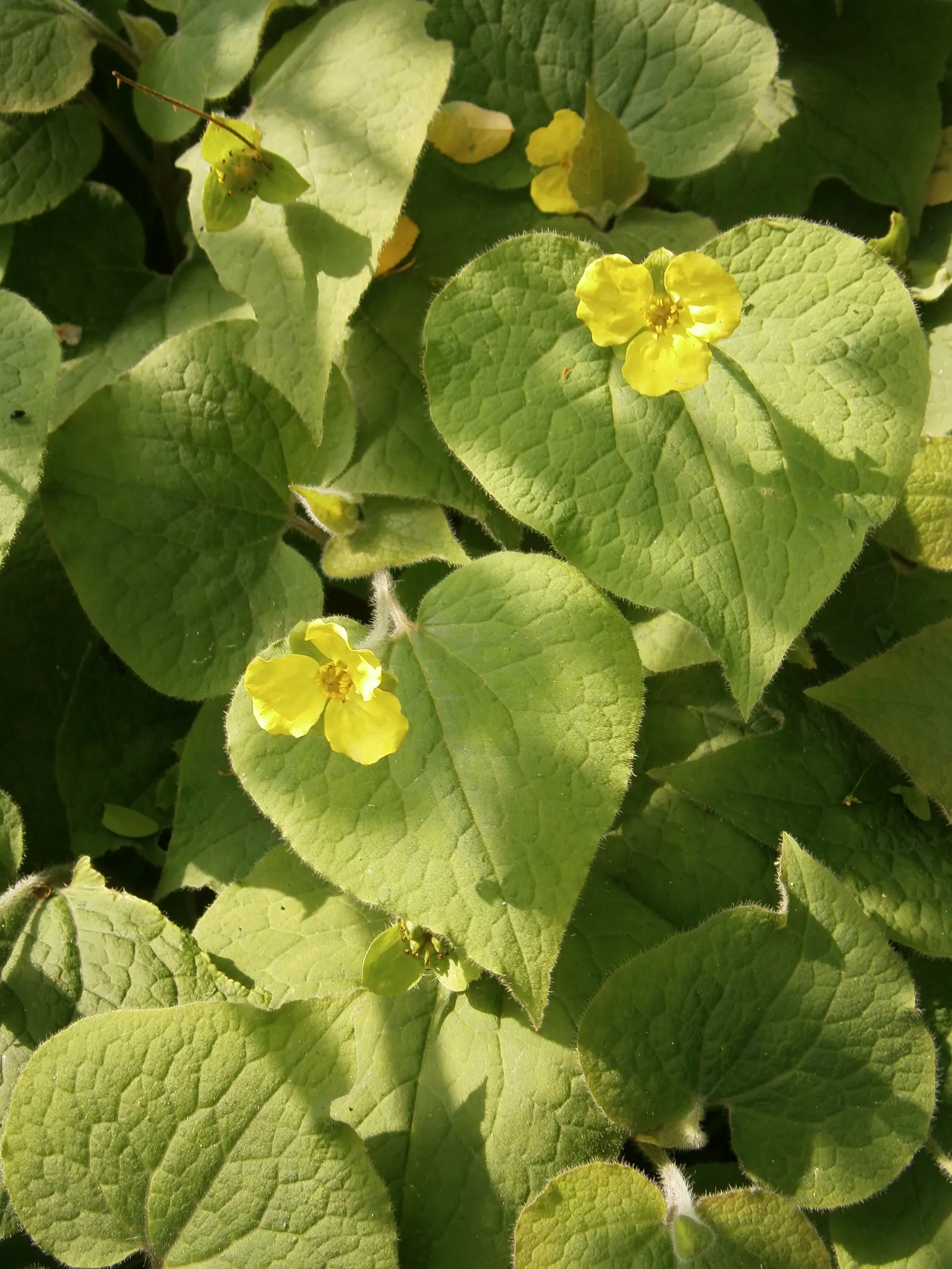 Upright Wild Ginger (Saruma Henryi) — fertile soils with a good amount of organic matter; sprinkling the lush foliage with charming splashes of