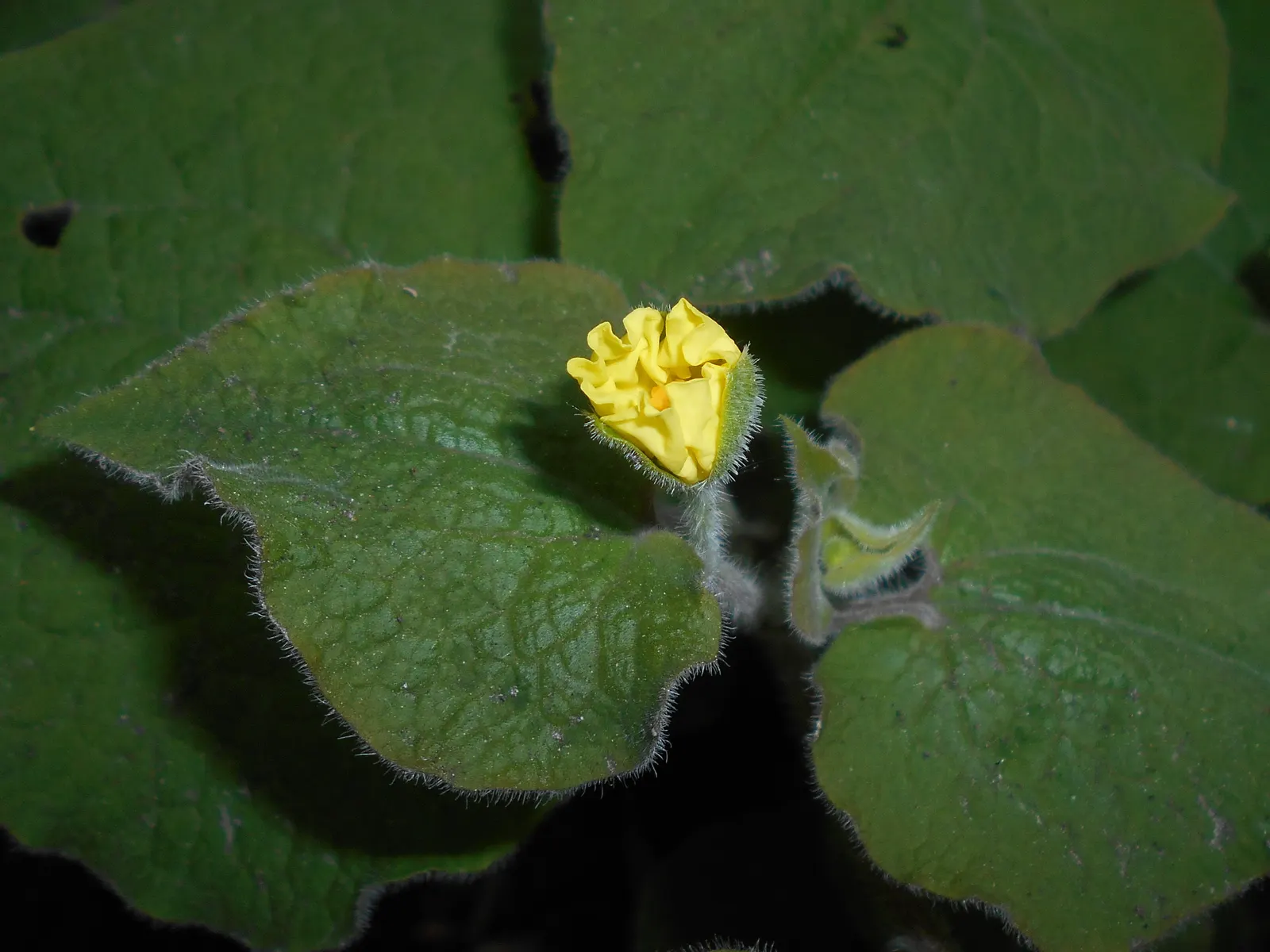 Upright Wild Ginger (Saruma Henryi) — Hardy in zones 5-7, it thrives in part to full shade with rich, well-drained soil; ground cover with yellow blooms