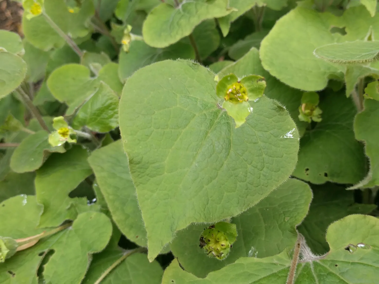 Upright Wild Ginger (Saruma Henryi) — Standing 18-24 inches tall, it boasts yellow, 3-petaled flowers in spring; this unique ginger is free of the common