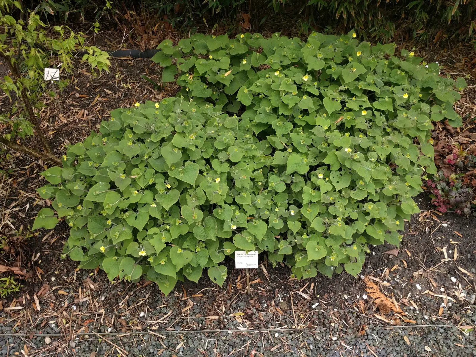 Upright Wild Ginger (Saruma Henryi) — Saruma henryi prefers the cooler climates of these regions; standing 18-24 inches tall, it boasts yellow, 3-petaled