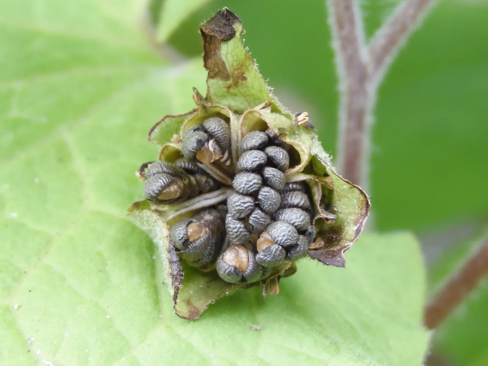 Upright Wild Ginger (Saruma Henryi) — reaching a mature height of approximately 18 to 24 inches; commonly known as Upright Wild Ginger