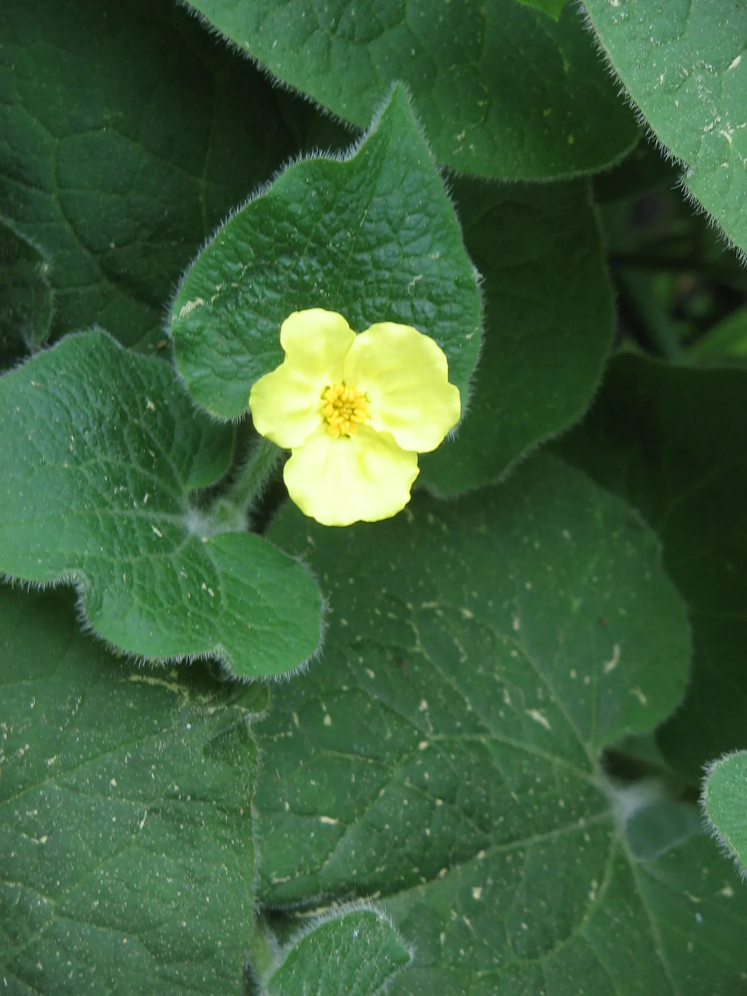 Upright Wild Ginger (Saruma Henryi) — Unlike its ground-hugging cousins in the Asarum genus