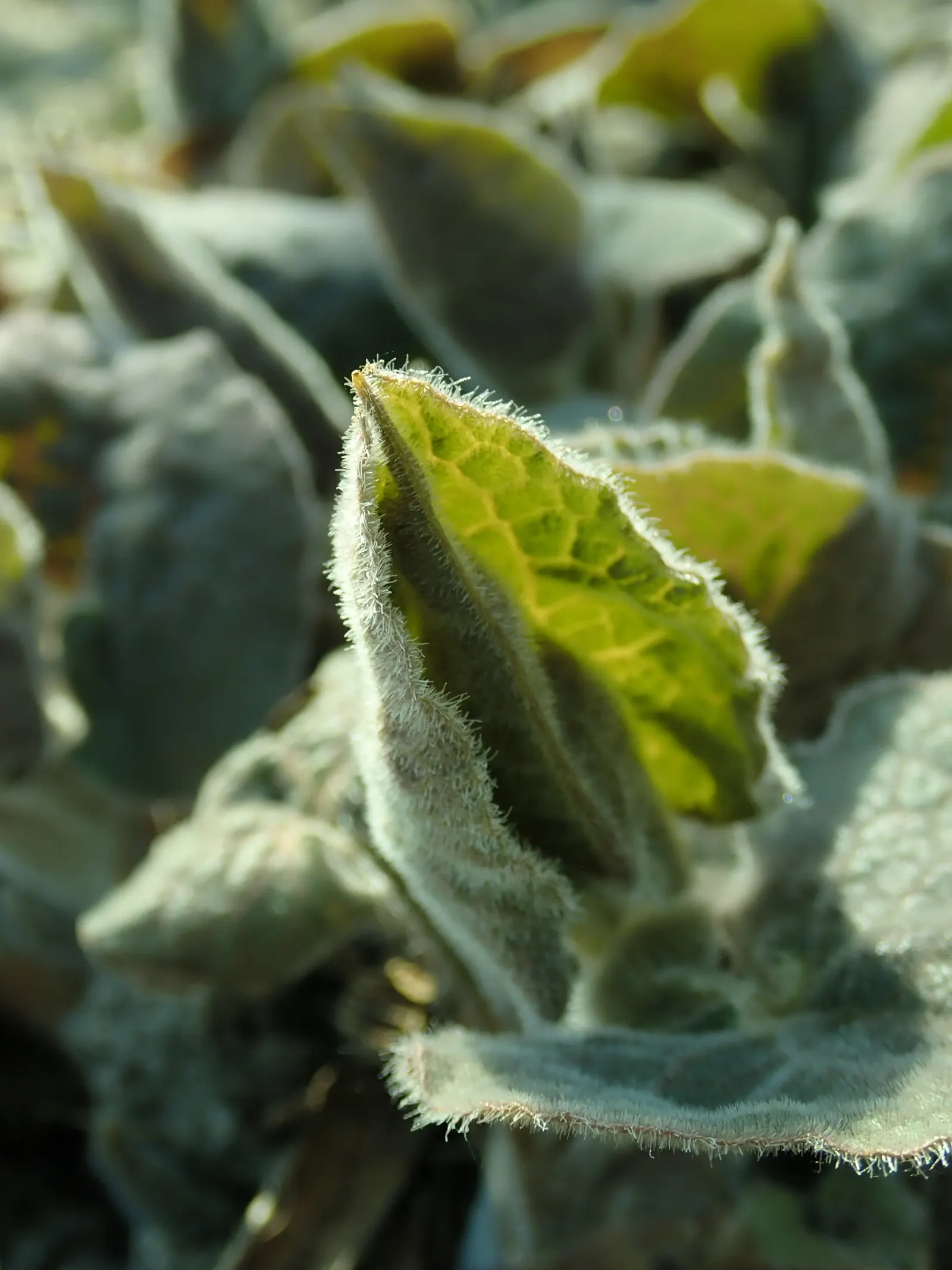 Upright Wild Ginger (Saruma Henryi) — reaching a mature height of approximately 18 to 24 inches