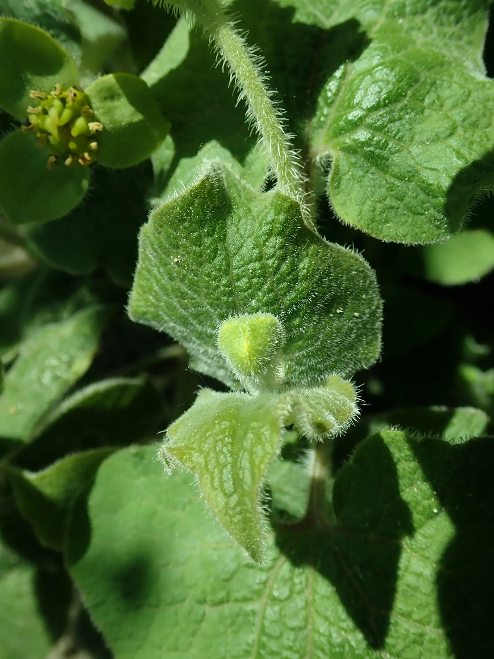 Upright Wild Ginger (Saruma Henryi) — ground cover with yellow blooms