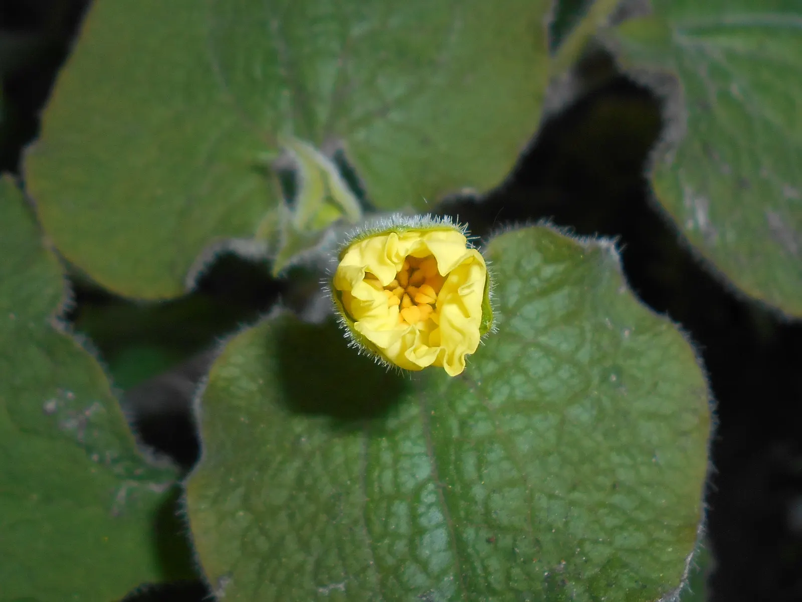 Upright Wild Ginger (Saruma Henryi) — fleeting yellow flowers emerge from spring into early summer; the Upright Wild Ginger, Saruma henryi, presents a