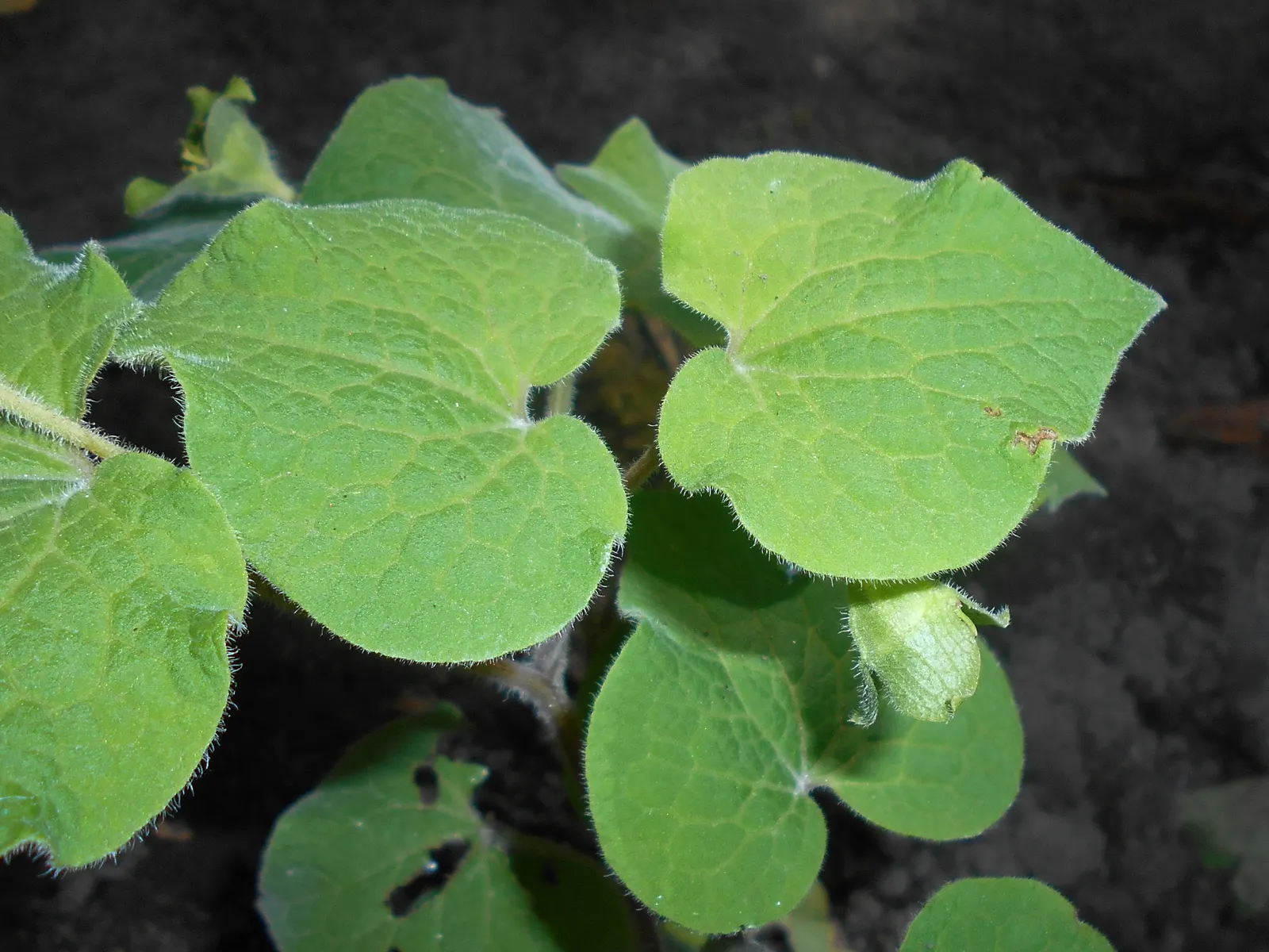Upright Wild Ginger (Saruma Henryi) — commonly known as Upright Wild Ginger