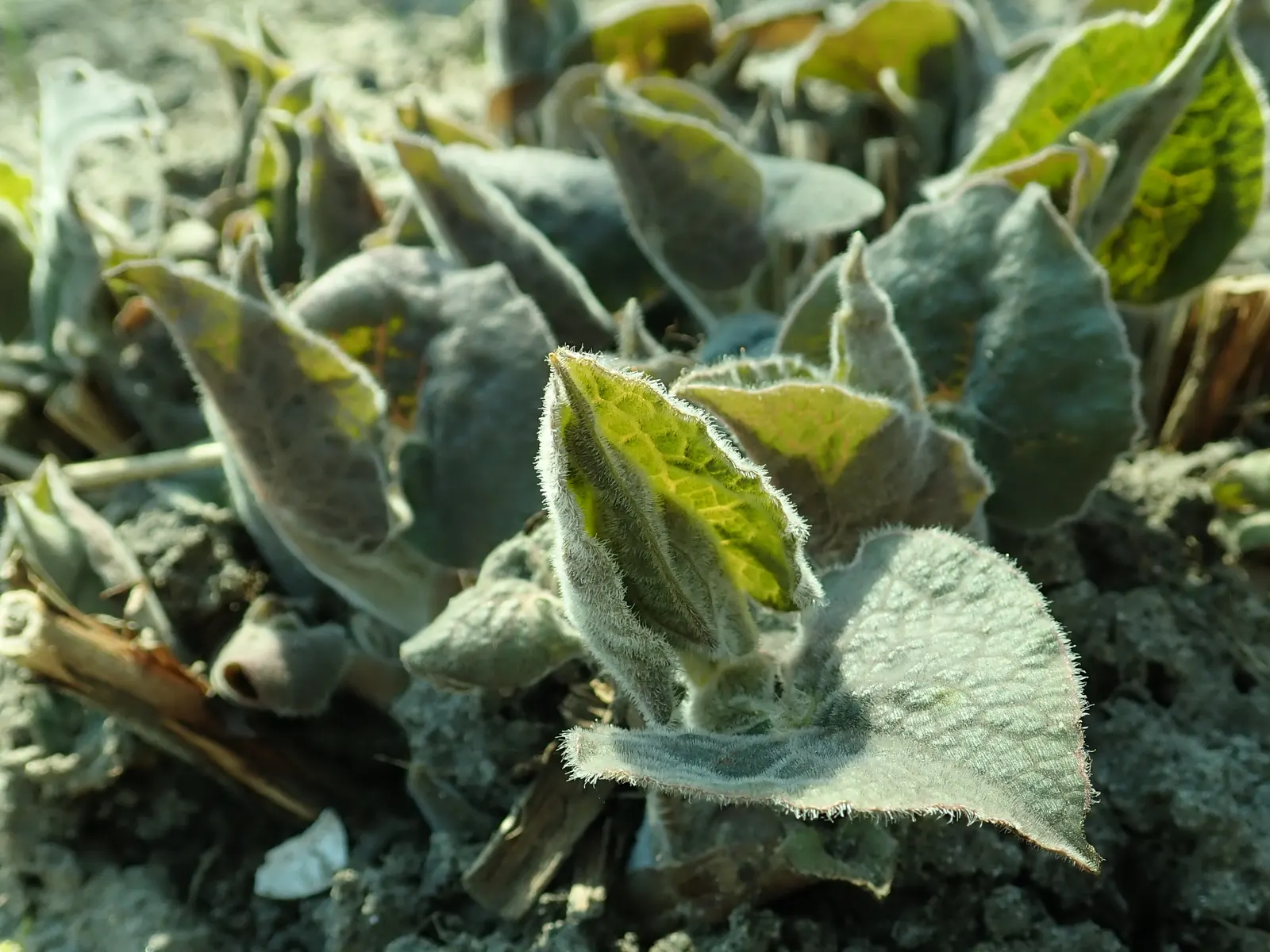 Upright Wild Ginger (Saruma Henryi) — softly hairy leaves arranged spirally upon fuzzy stems