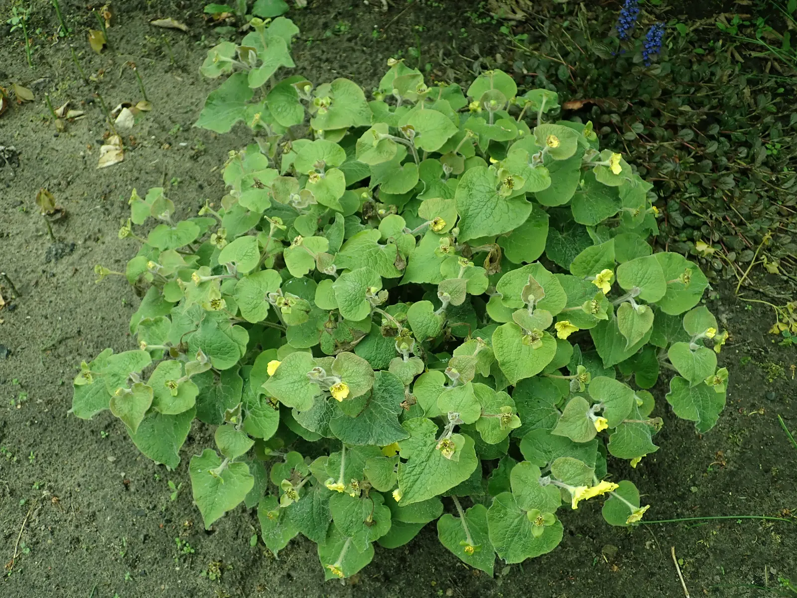 Upright Wild Ginger (Saruma Henryi) — commonly known as Upright Wild Ginger; hardy in zones 5-7, it thrives in part to full shade with rich, well-drained soil