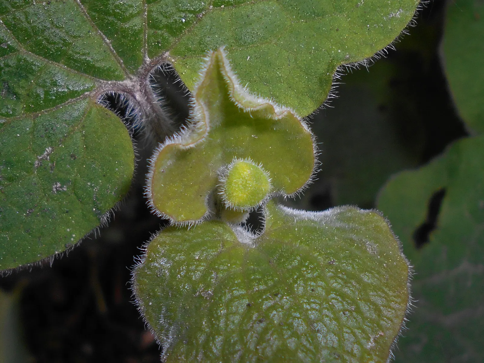 Upright Wild Ginger (Saruma Henryi) — When conditions are ideal; yellow flowers in the garden